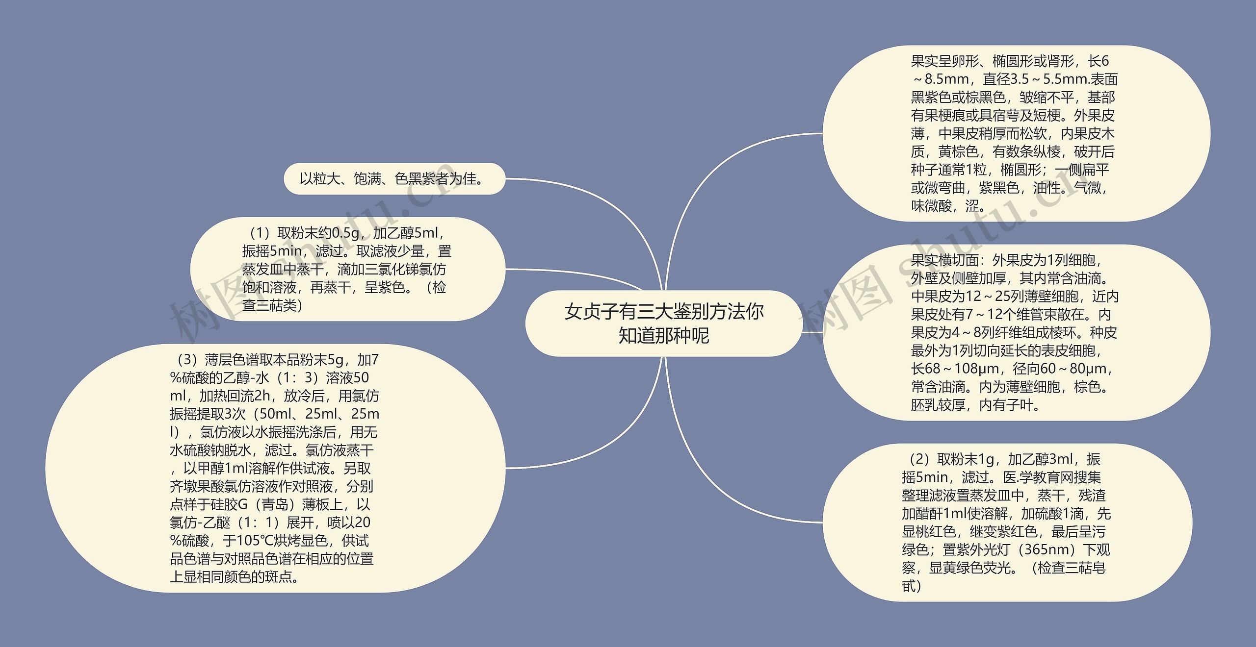 女贞子有三大鉴别方法你知道那种呢思维导图