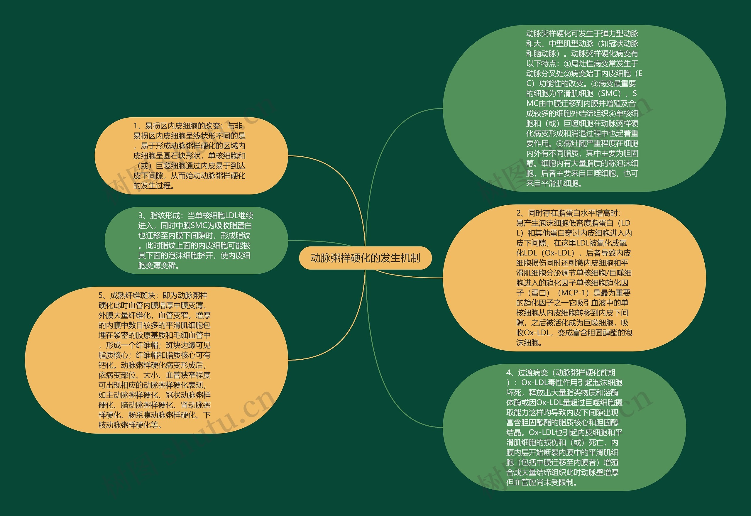 动脉粥样硬化的发生机制思维导图