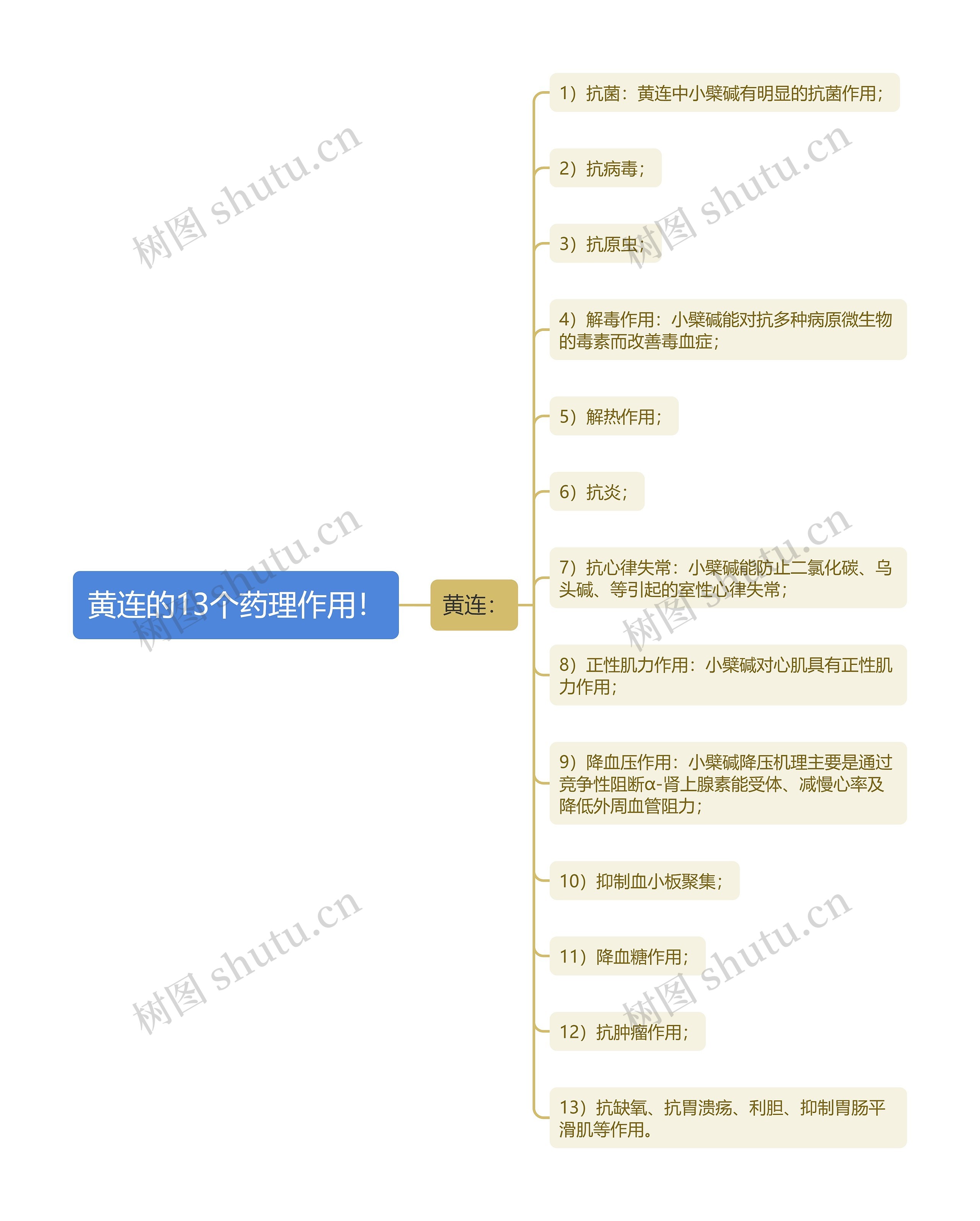 黄连的13个药理作用！