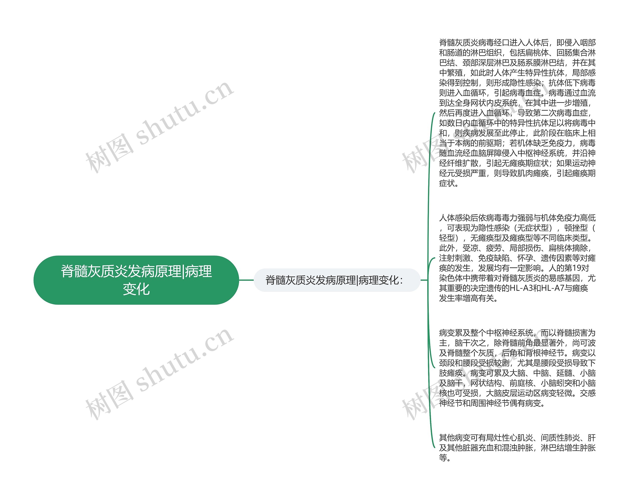 脊髓灰质炎发病原理|病理变化思维导图