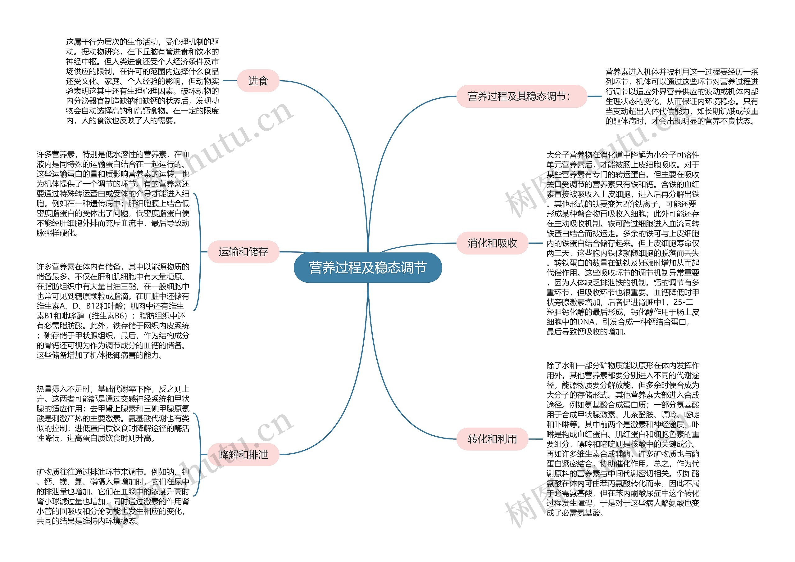 营养过程及稳态调节 营养过程及稳态调节