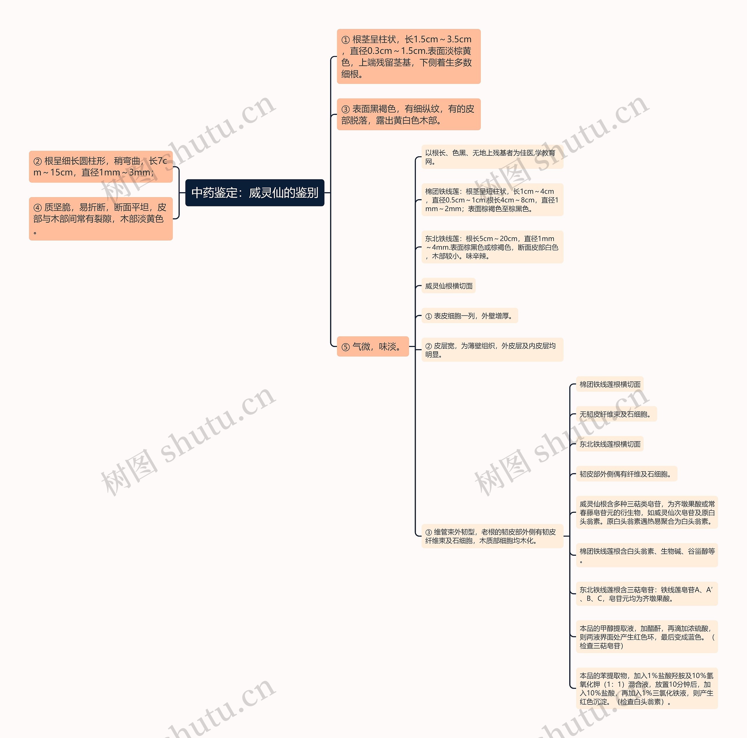 中药鉴定：威灵仙的鉴别思维导图