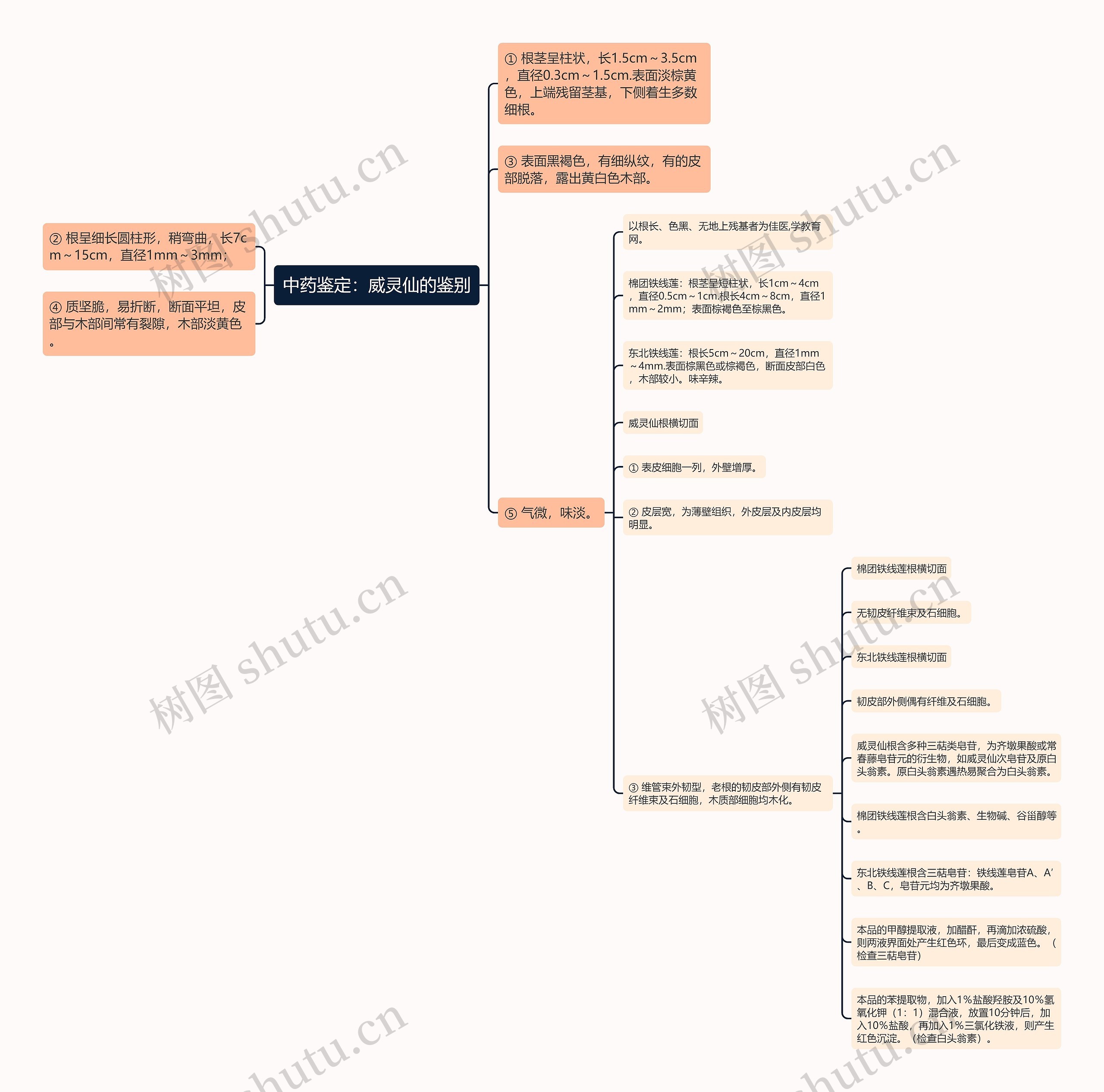 中药鉴定:威灵仙的鉴别 中药鉴定:威灵仙的鉴别