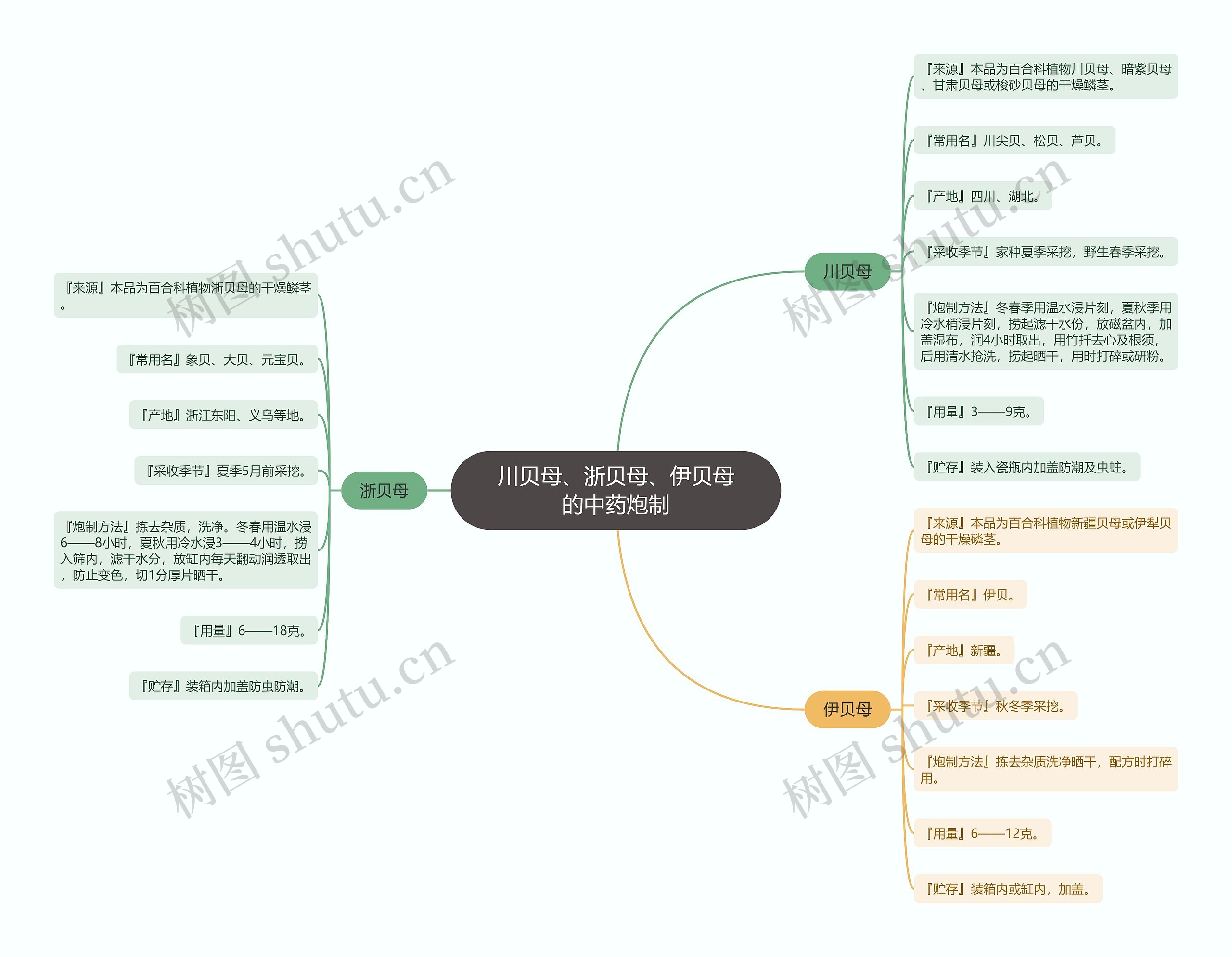 川贝母、浙贝母、伊贝母的中药炮制思维导图