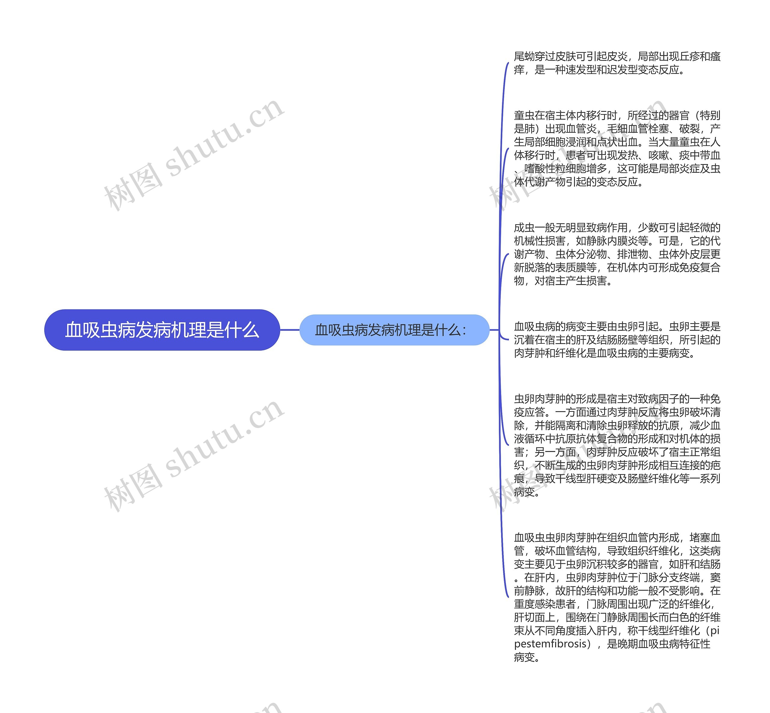 血吸虫病发病机理是什么思维导图