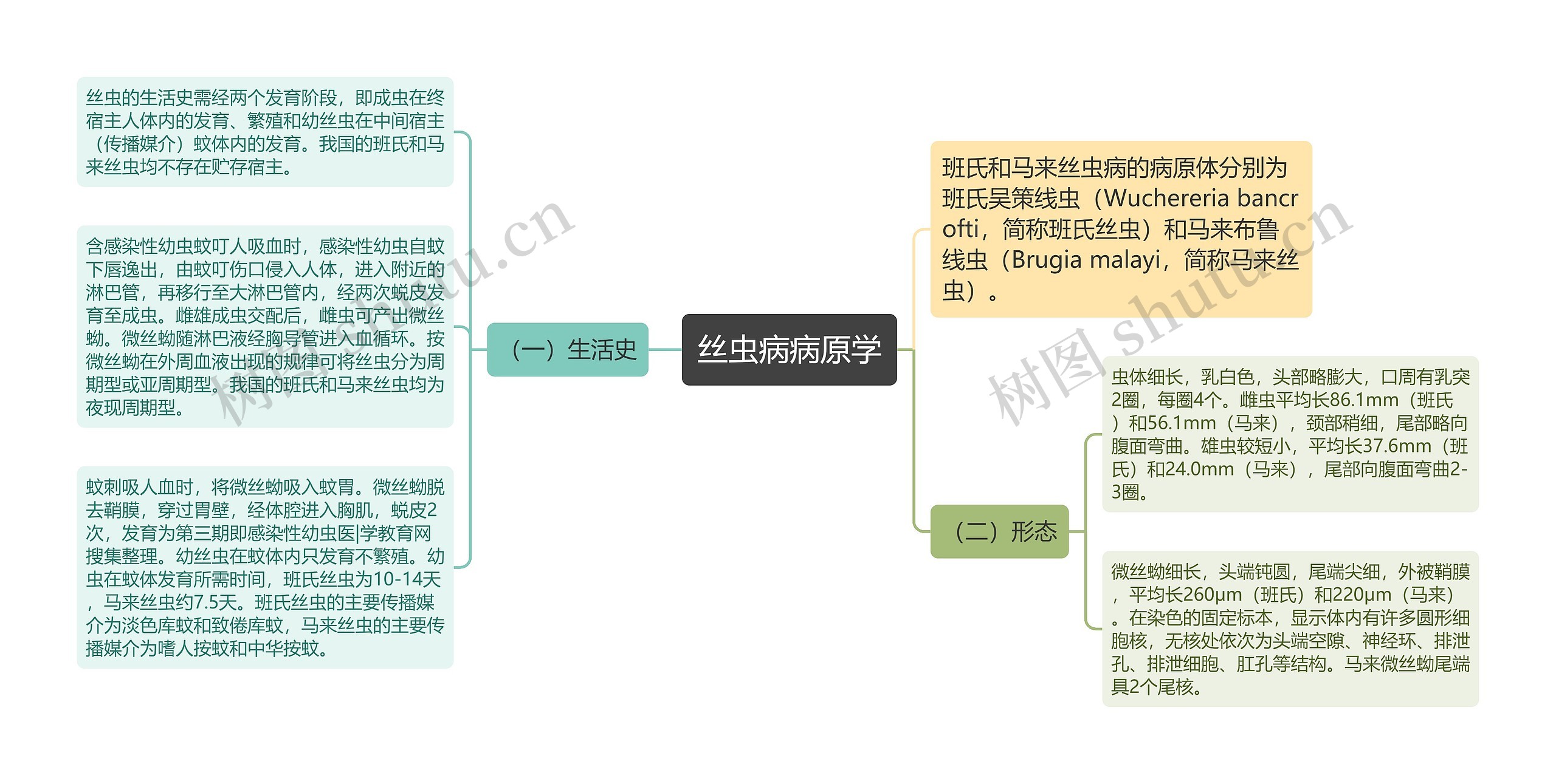 丝虫病病原学 丝虫病病原学