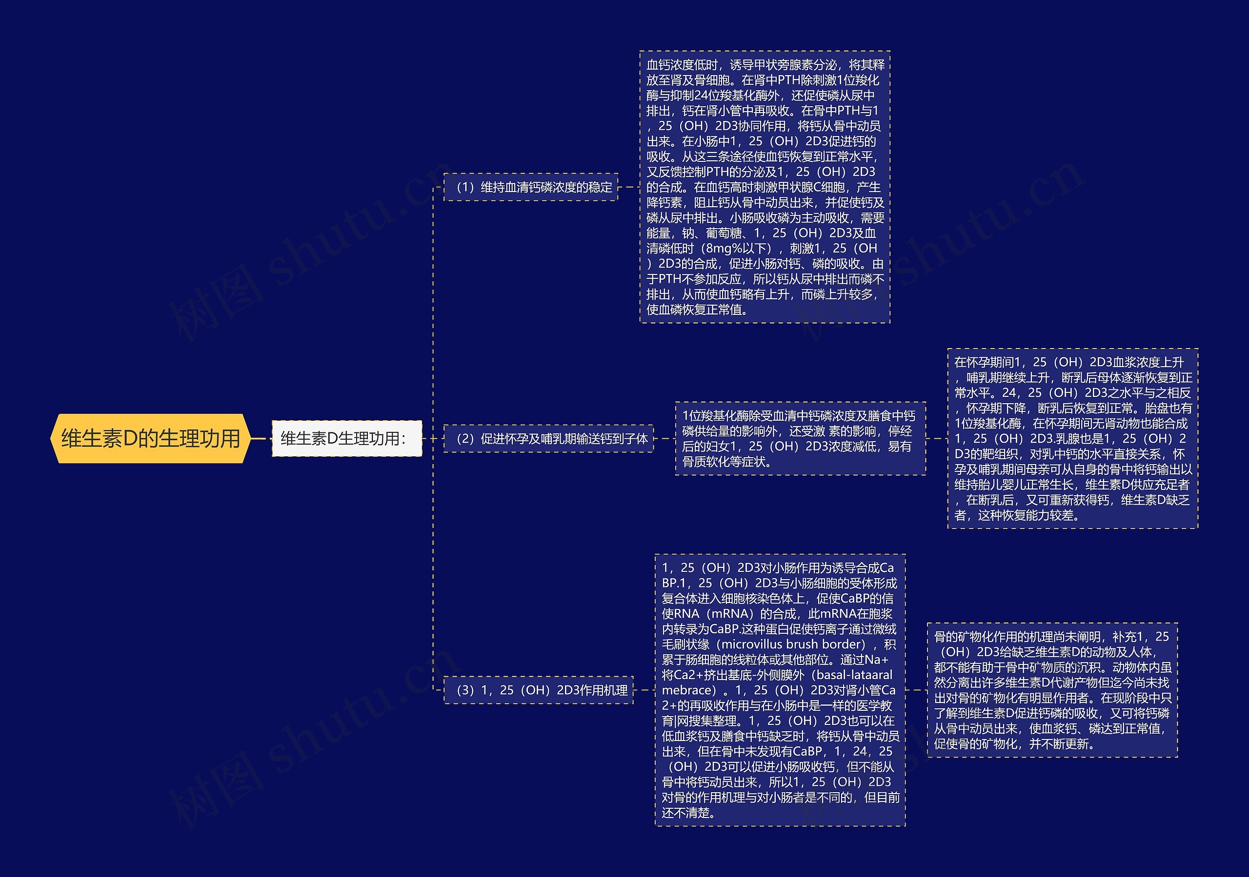 维生素D的生理功用思维导图
