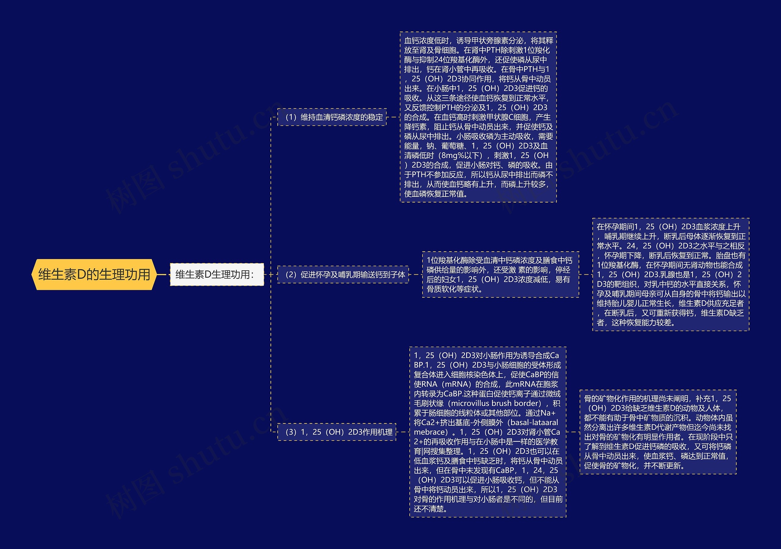 维生素D的生理功用 维生素D的生理功用