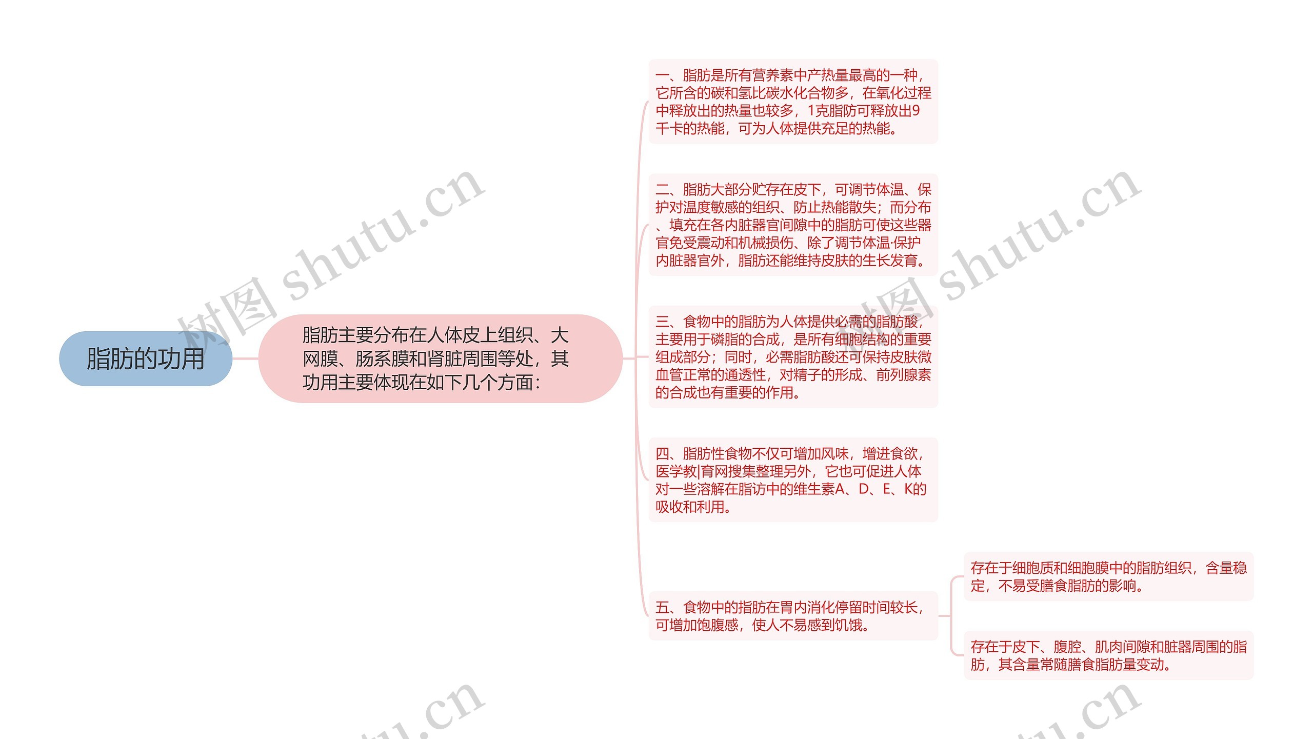 脂肪的功用 脂肪的功用
