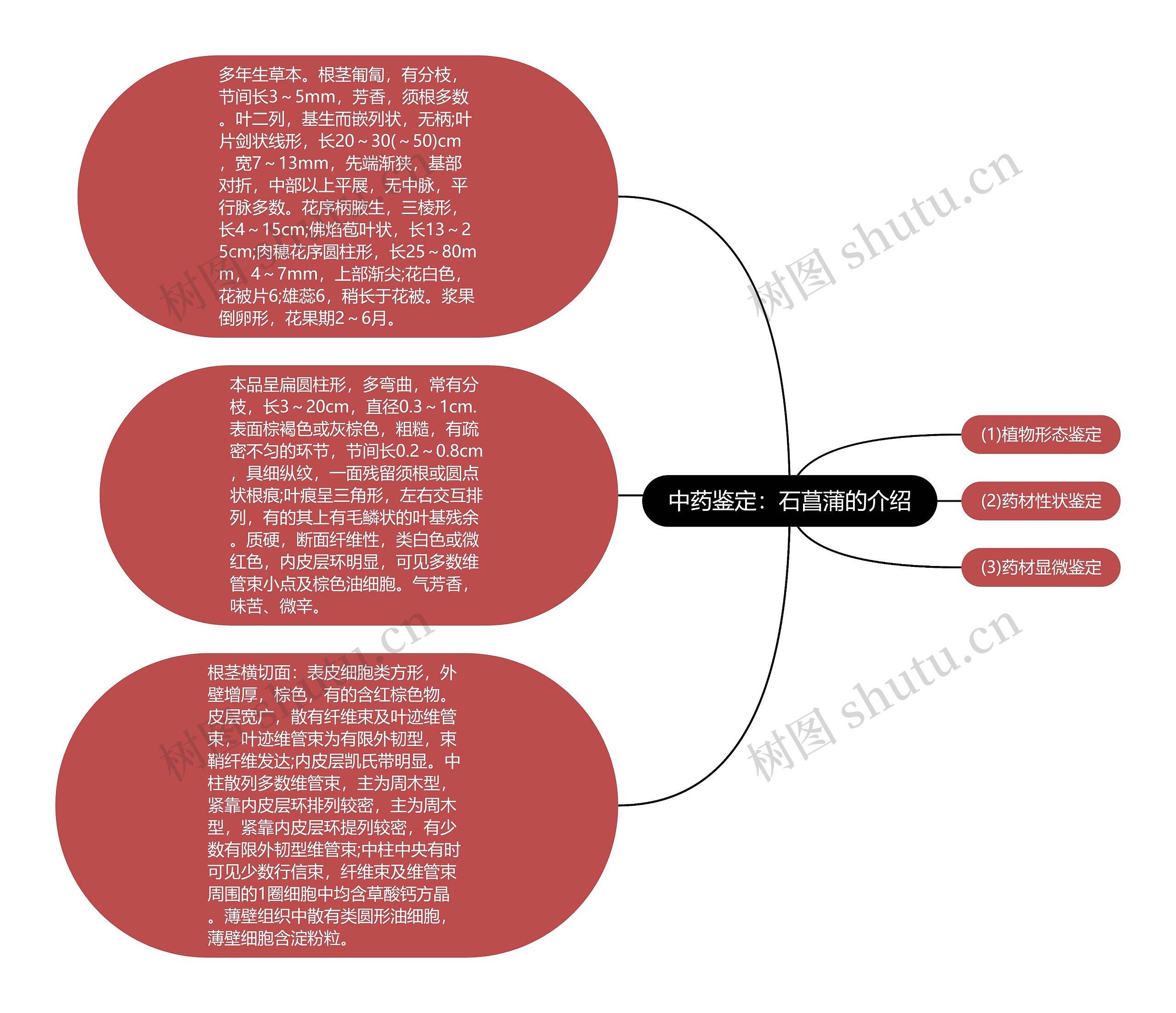 中药鉴定：石菖蒲的介绍思维导图