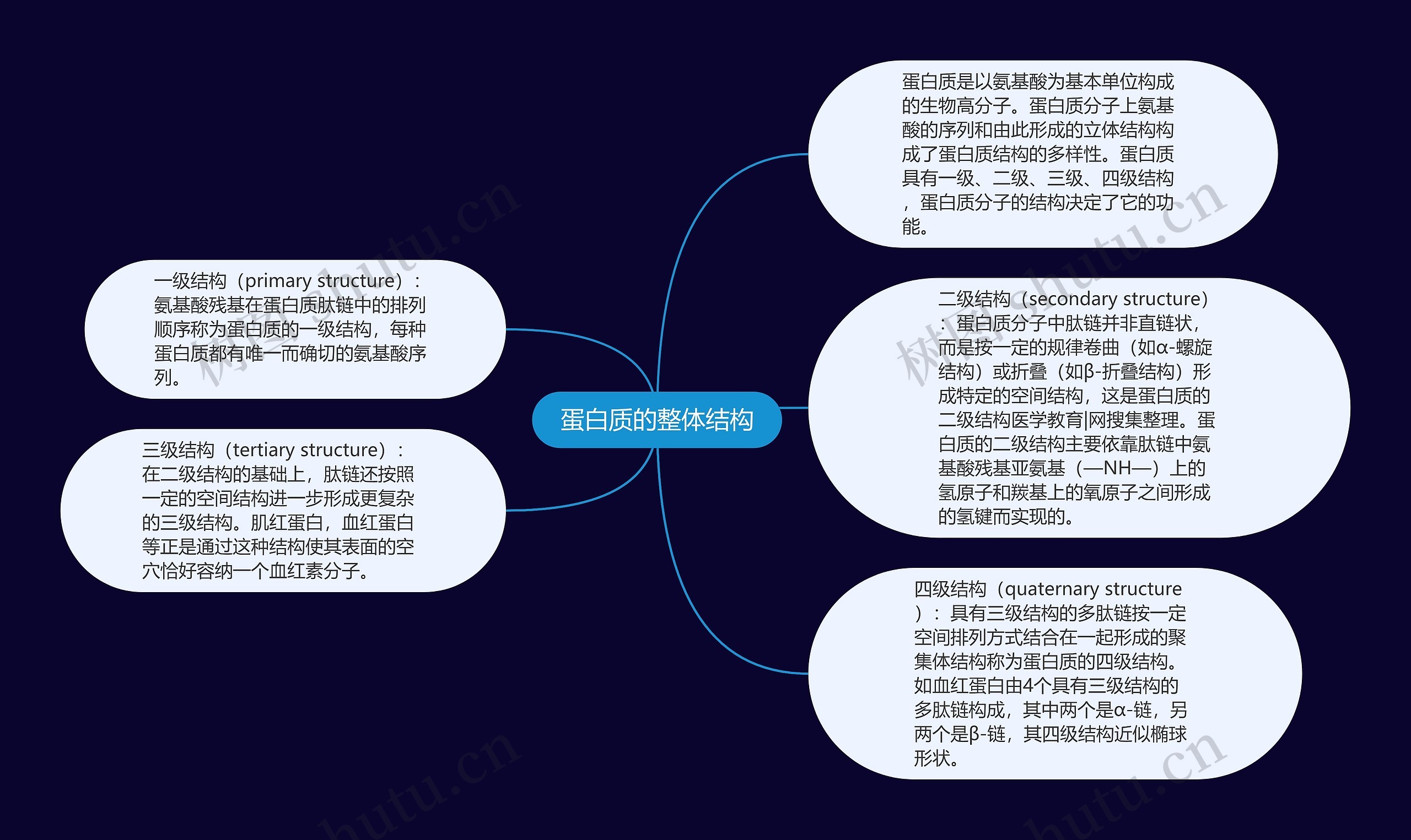 蛋白质的整体结构思维导图