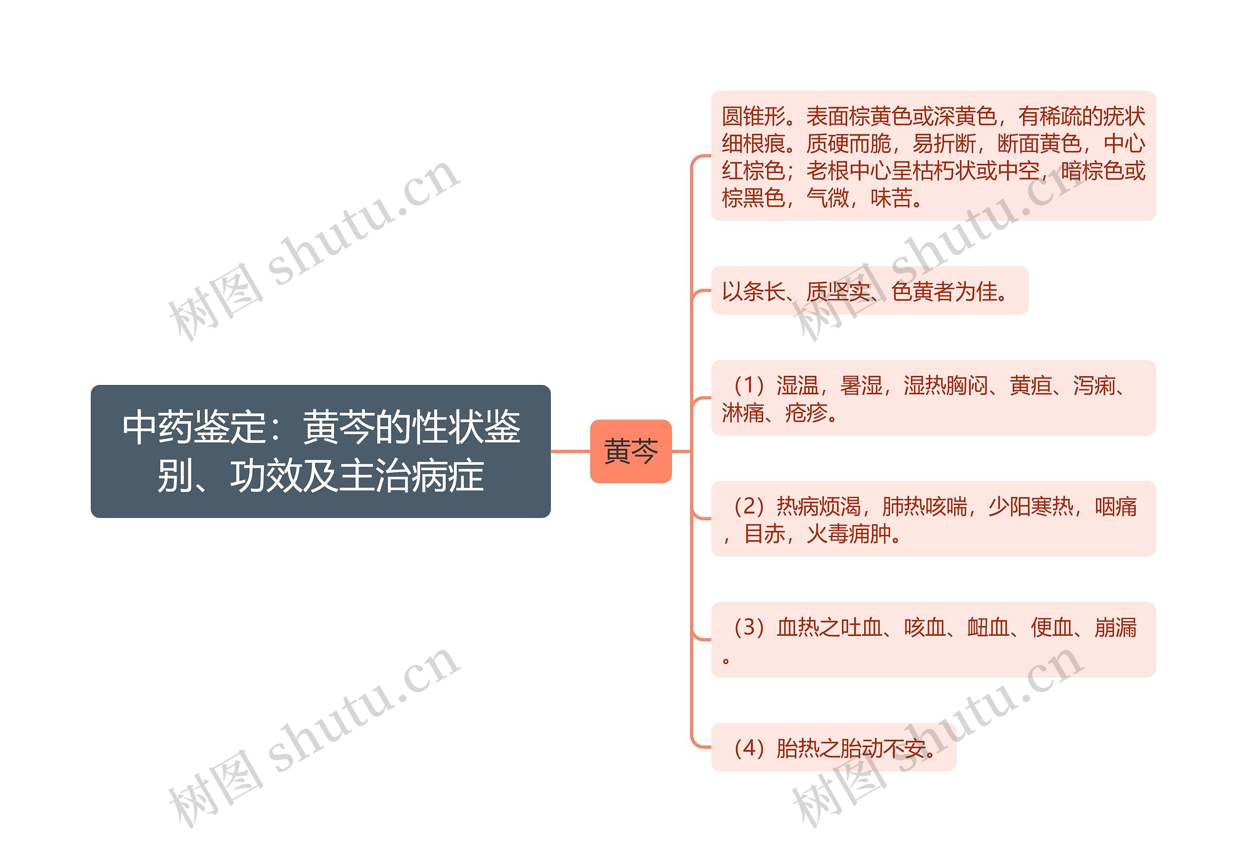 中药鉴定：黄芩的性状鉴别、功效及主治病症思维导图