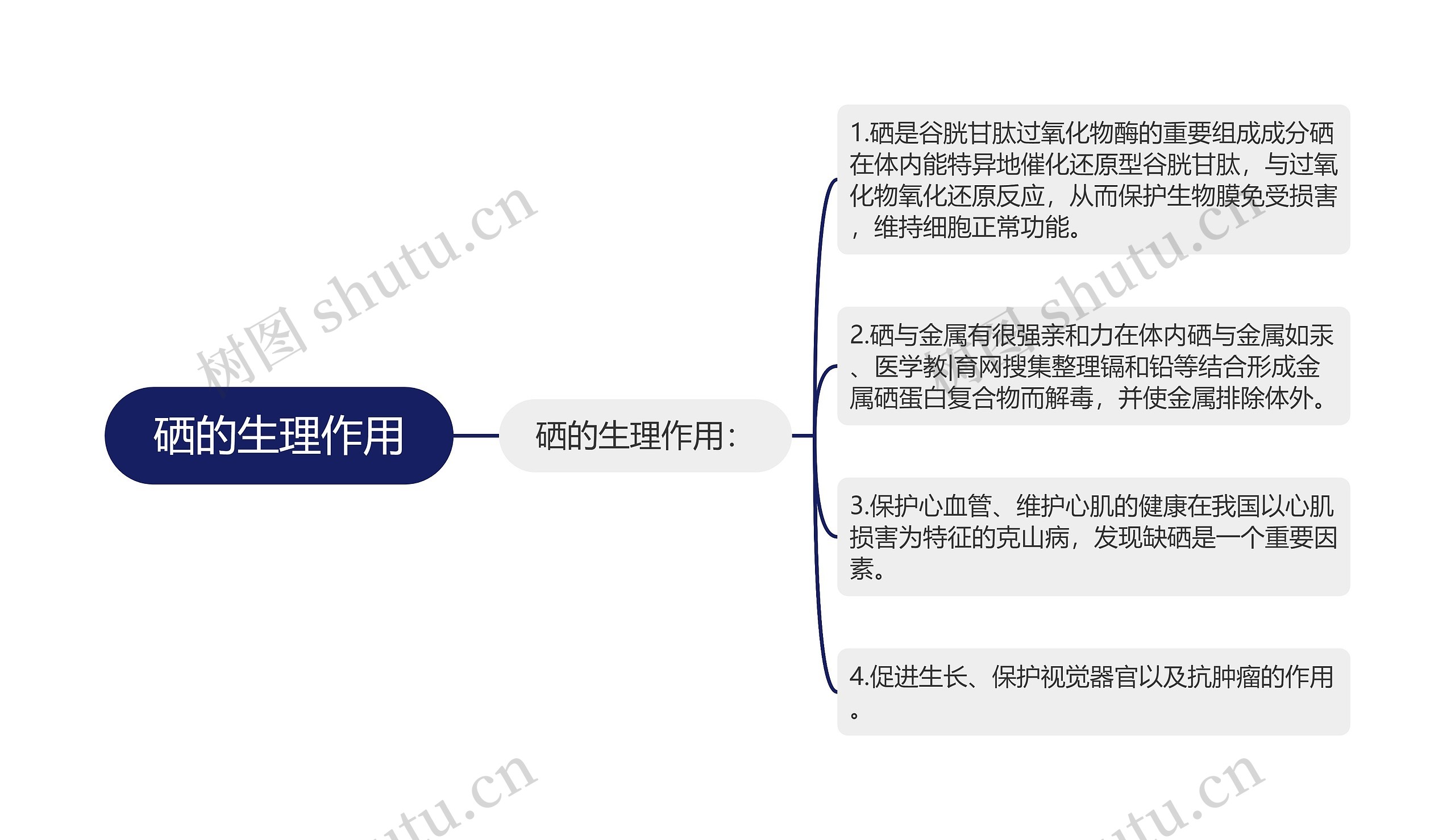 硒的生理作用思维导图