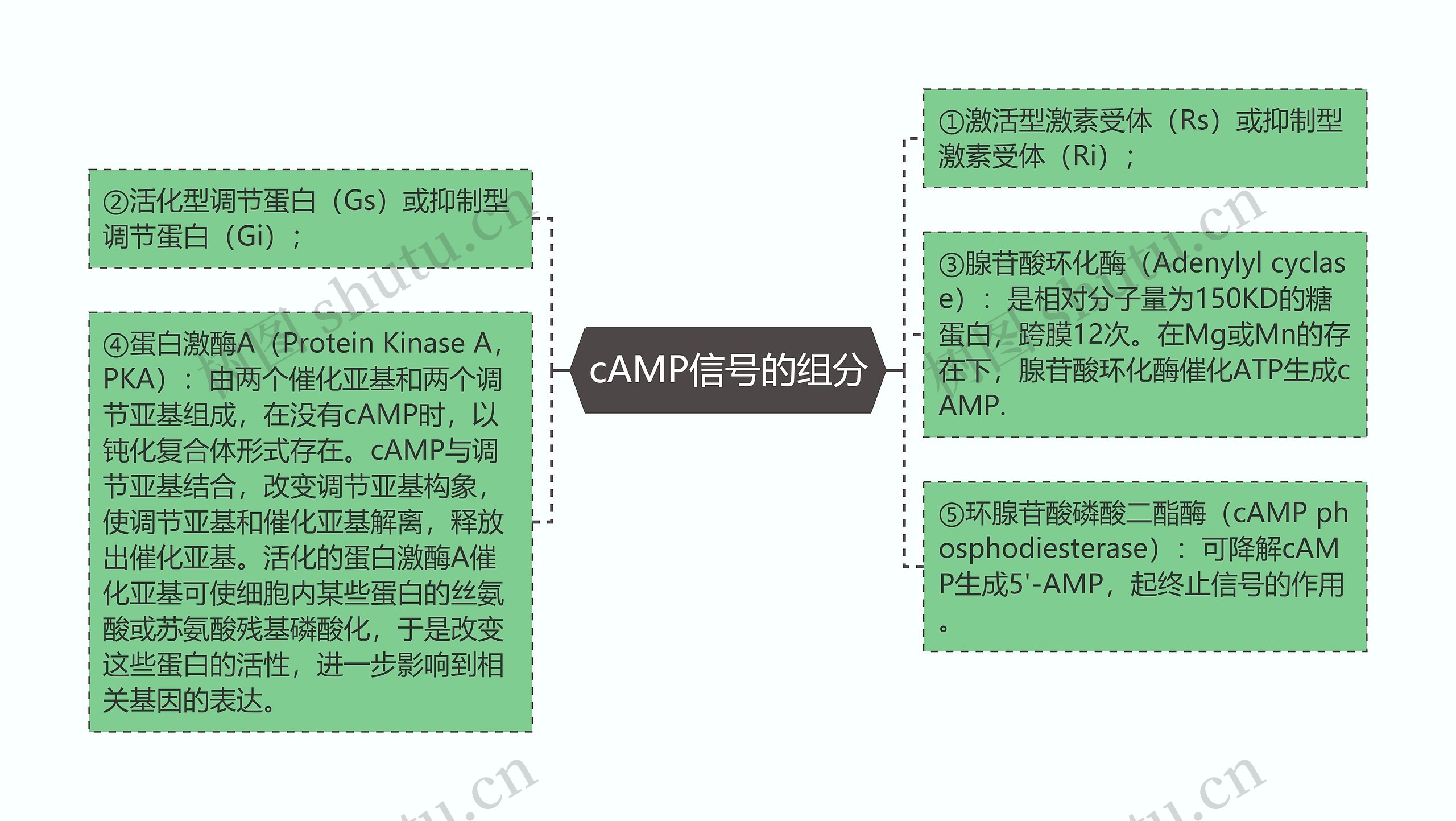 cAMP信号的组分