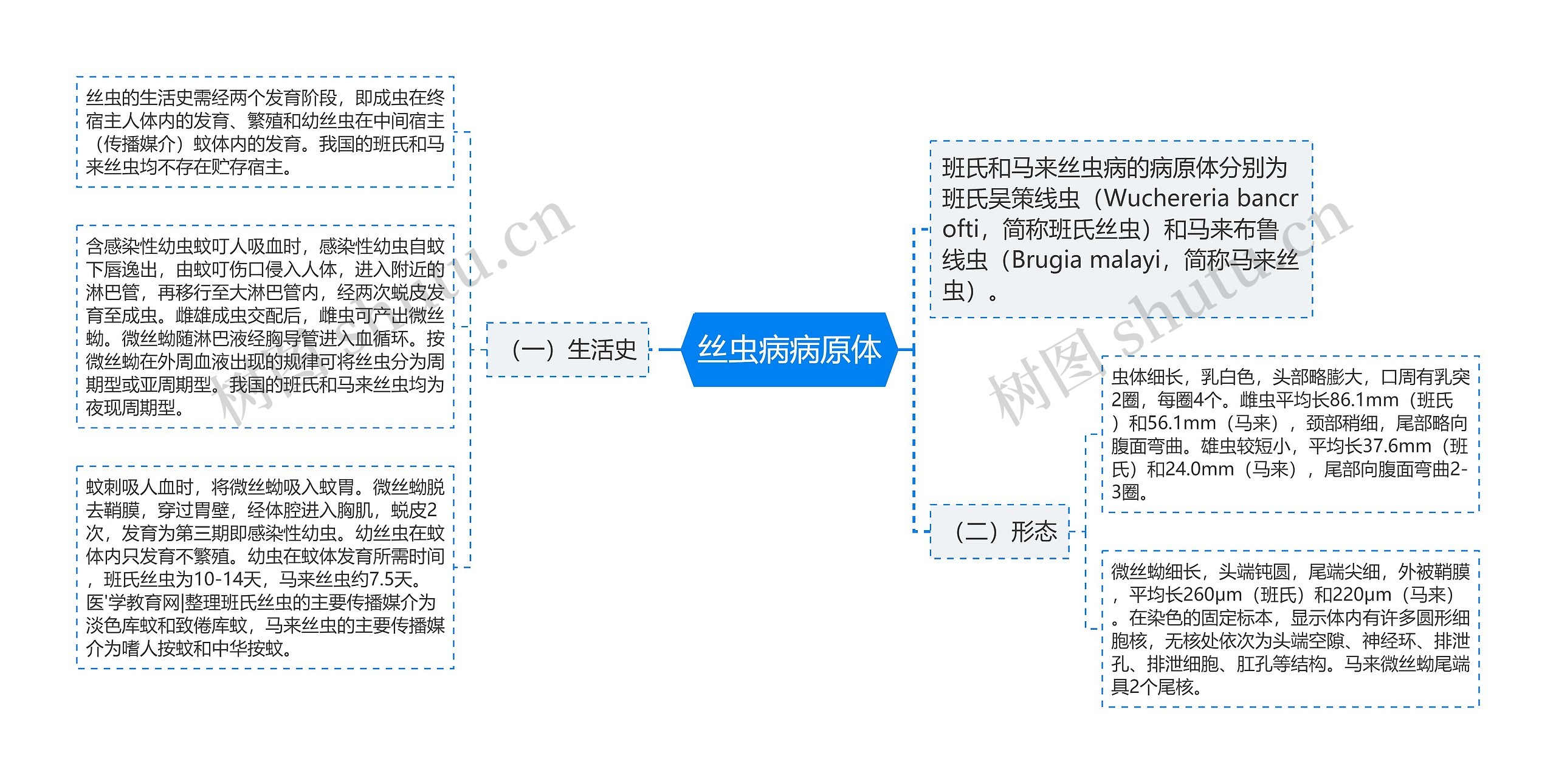 丝虫病病原体思维导图