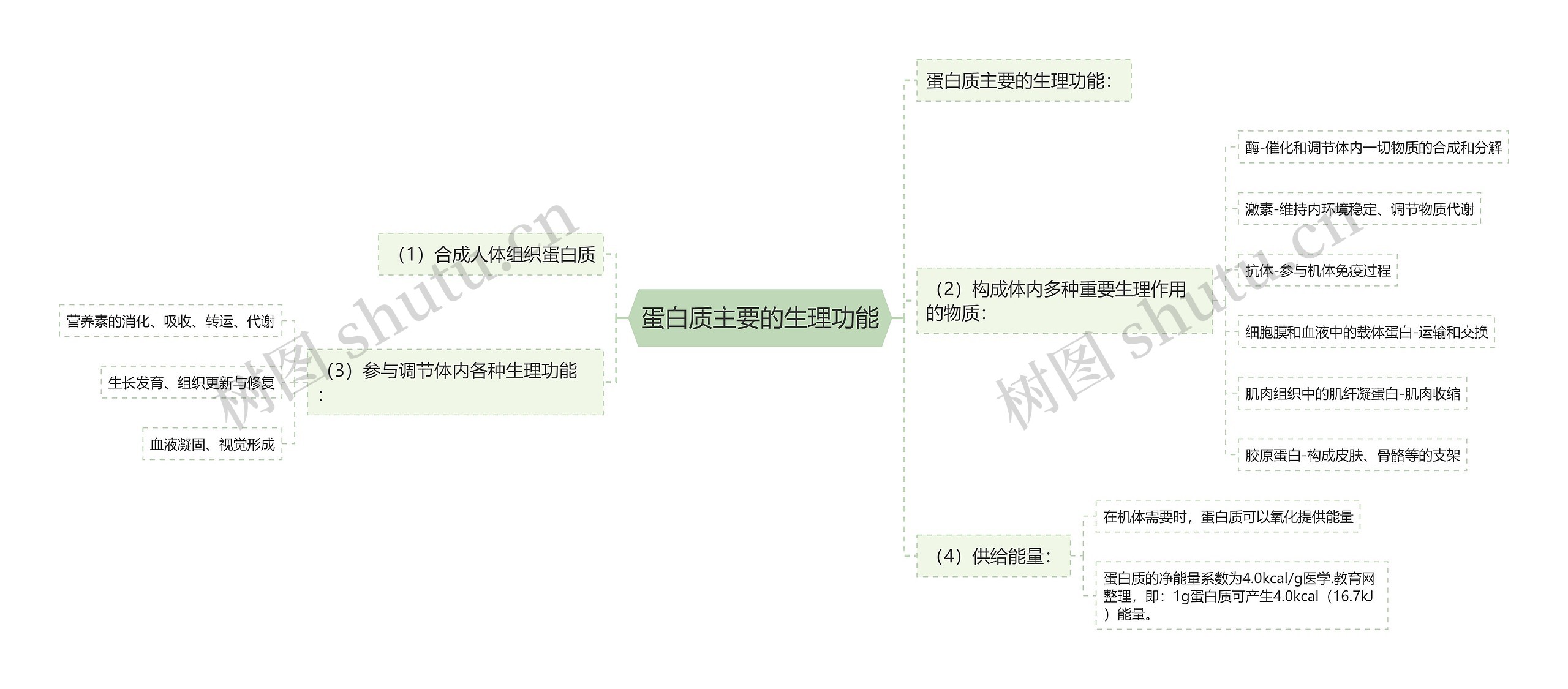 蛋白质主要的生理功能思维导图