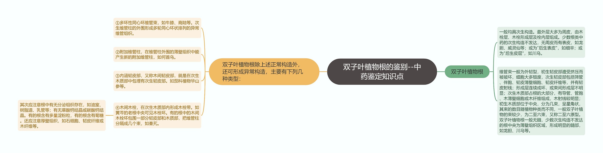 双子叶植物根的鉴别--中药鉴定知识点