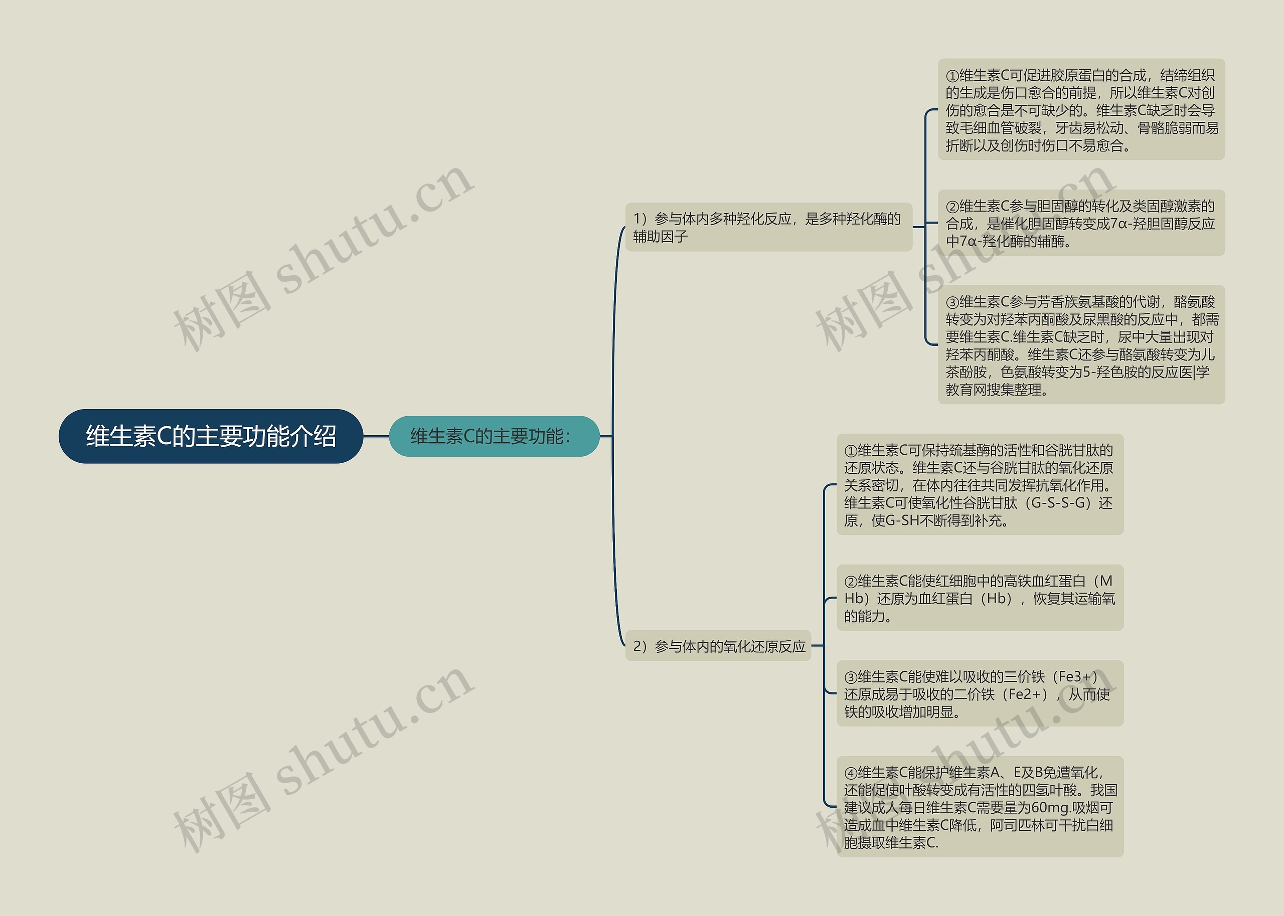 维生素C的主要功能介绍思维导图