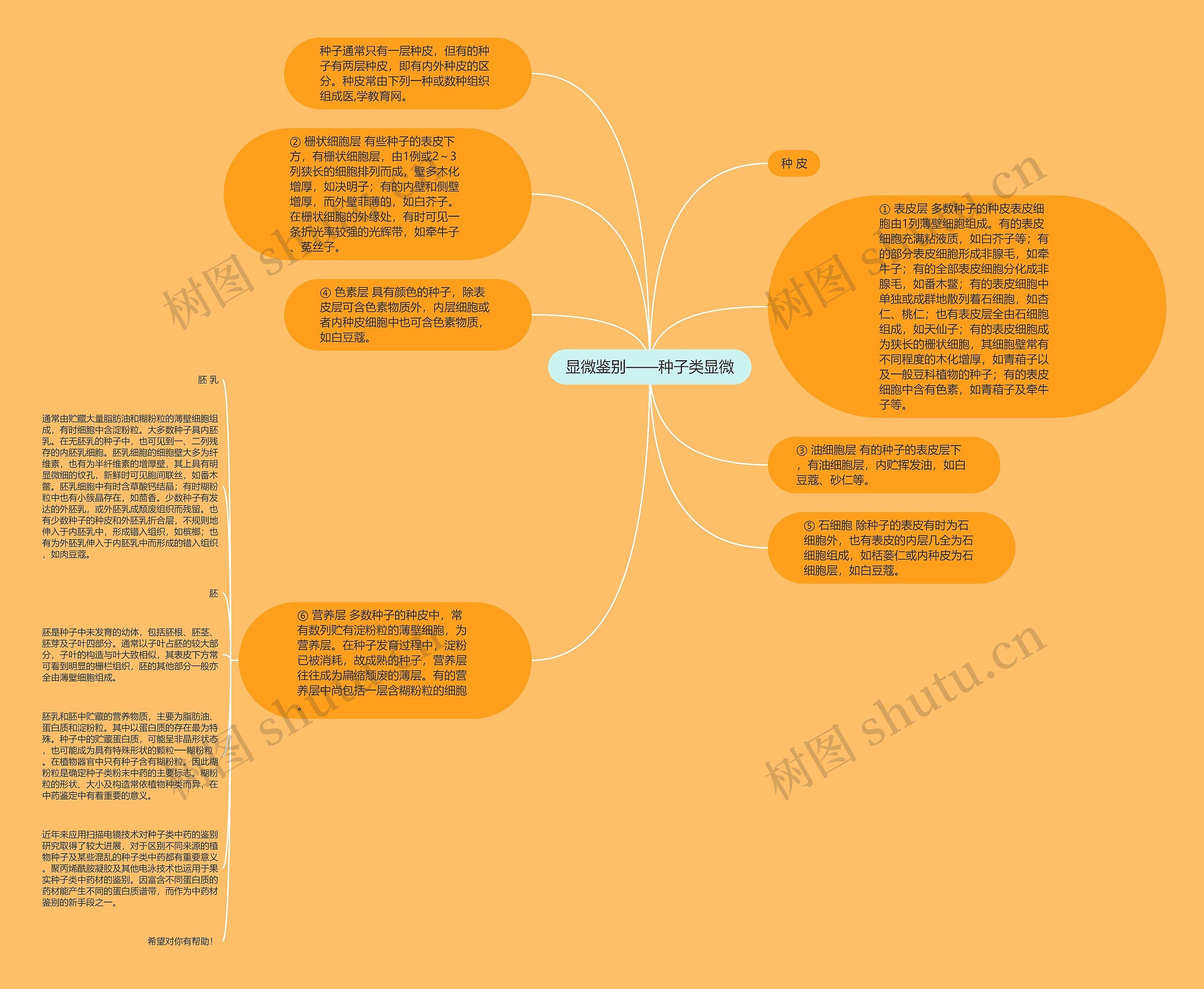 显微鉴别——种子类显微思维导图