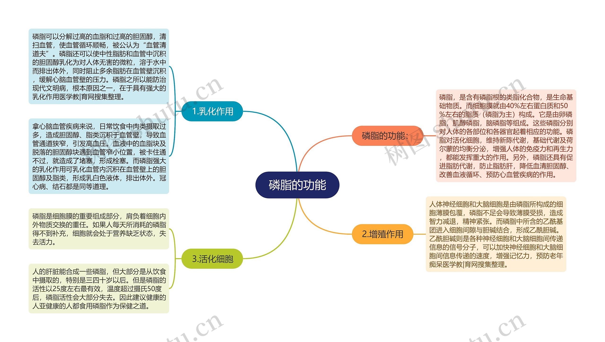 磷脂的功能