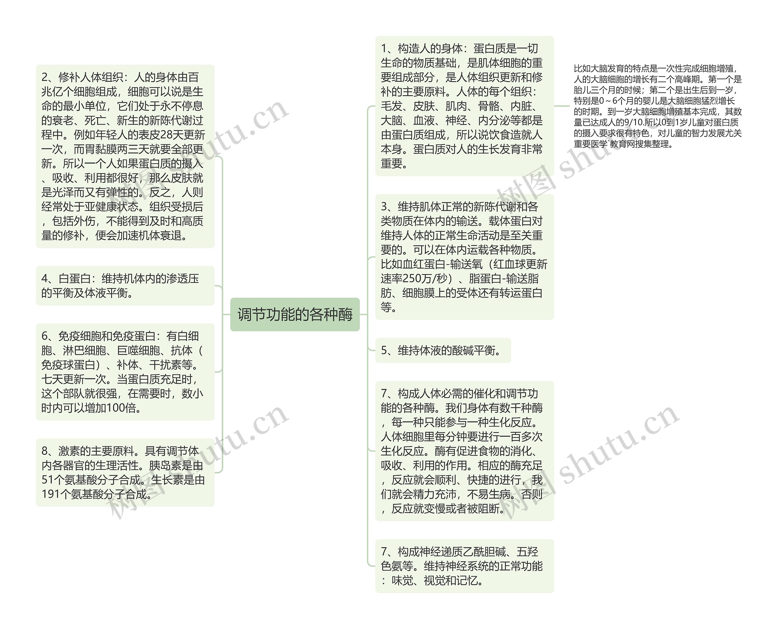 调节功能的各种酶思维导图