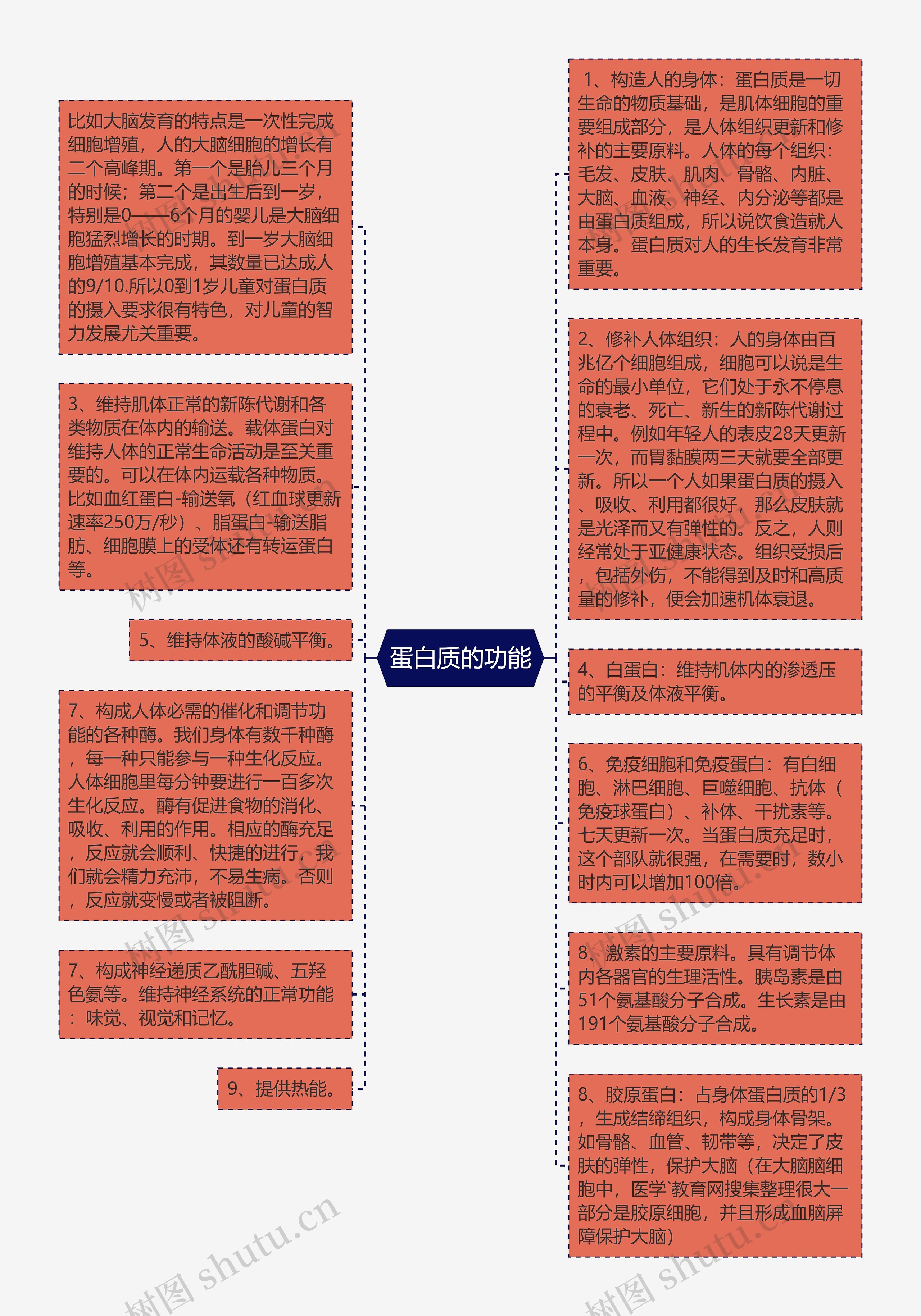 蛋白质的功能思维导图