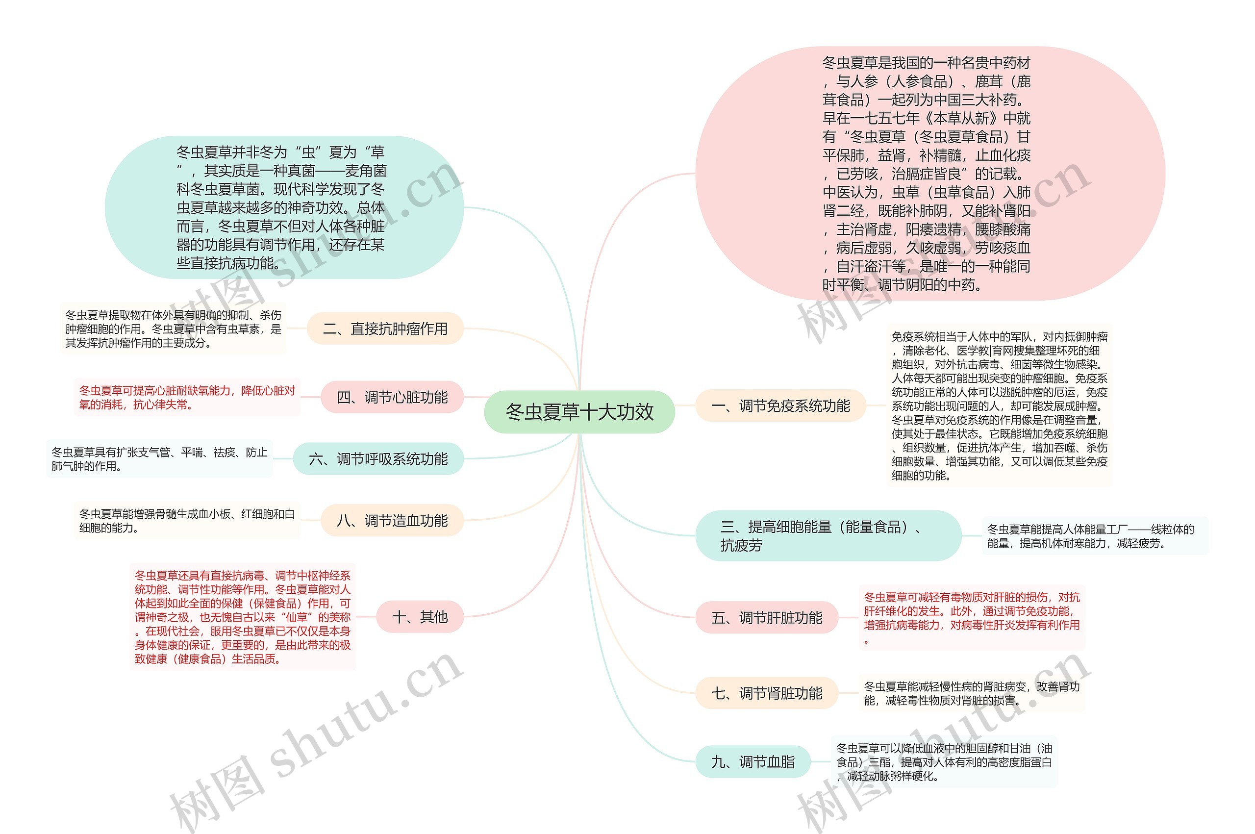 冬虫夏草十大功效思维导图