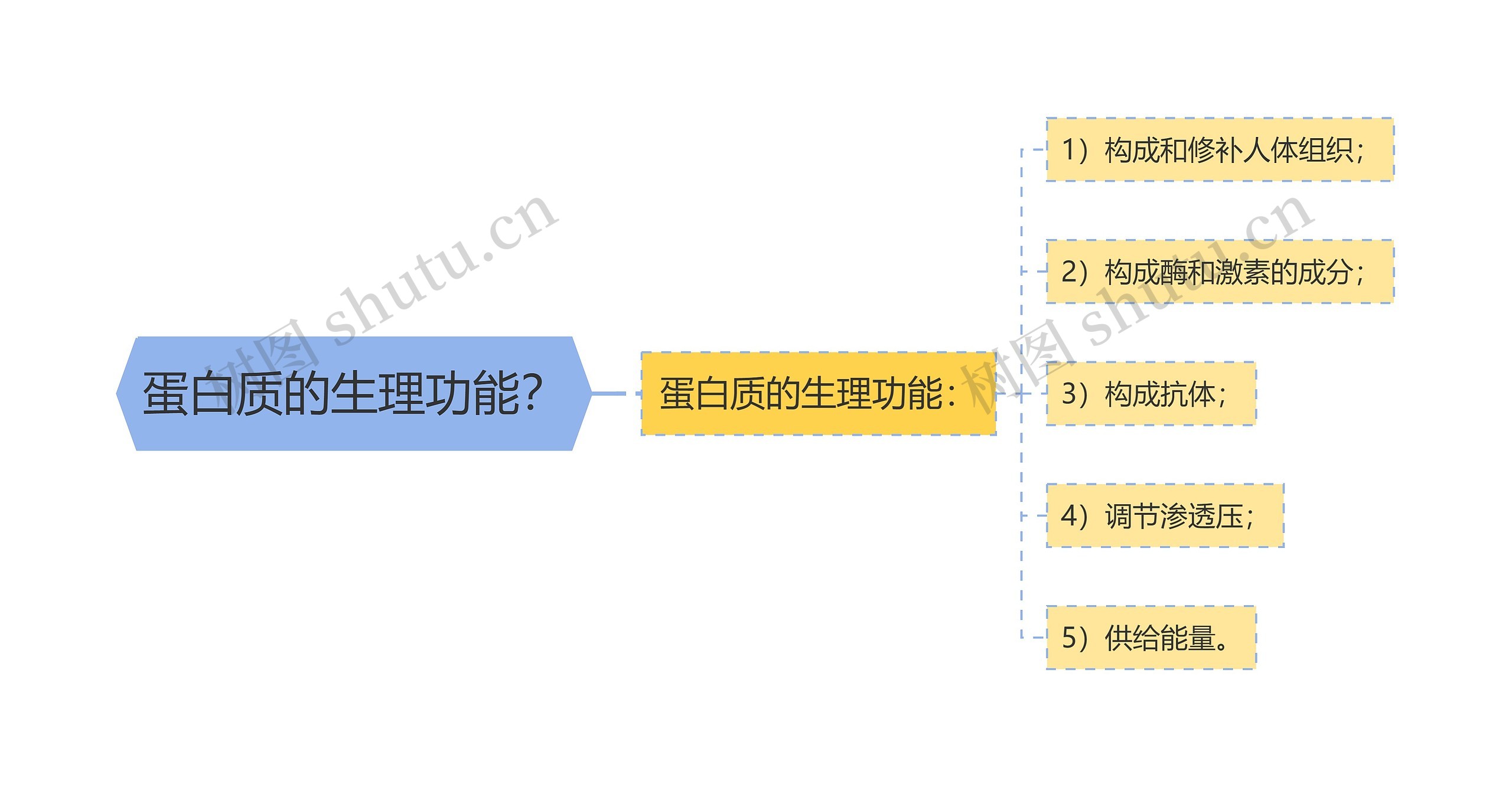 蛋白质的生理功能？