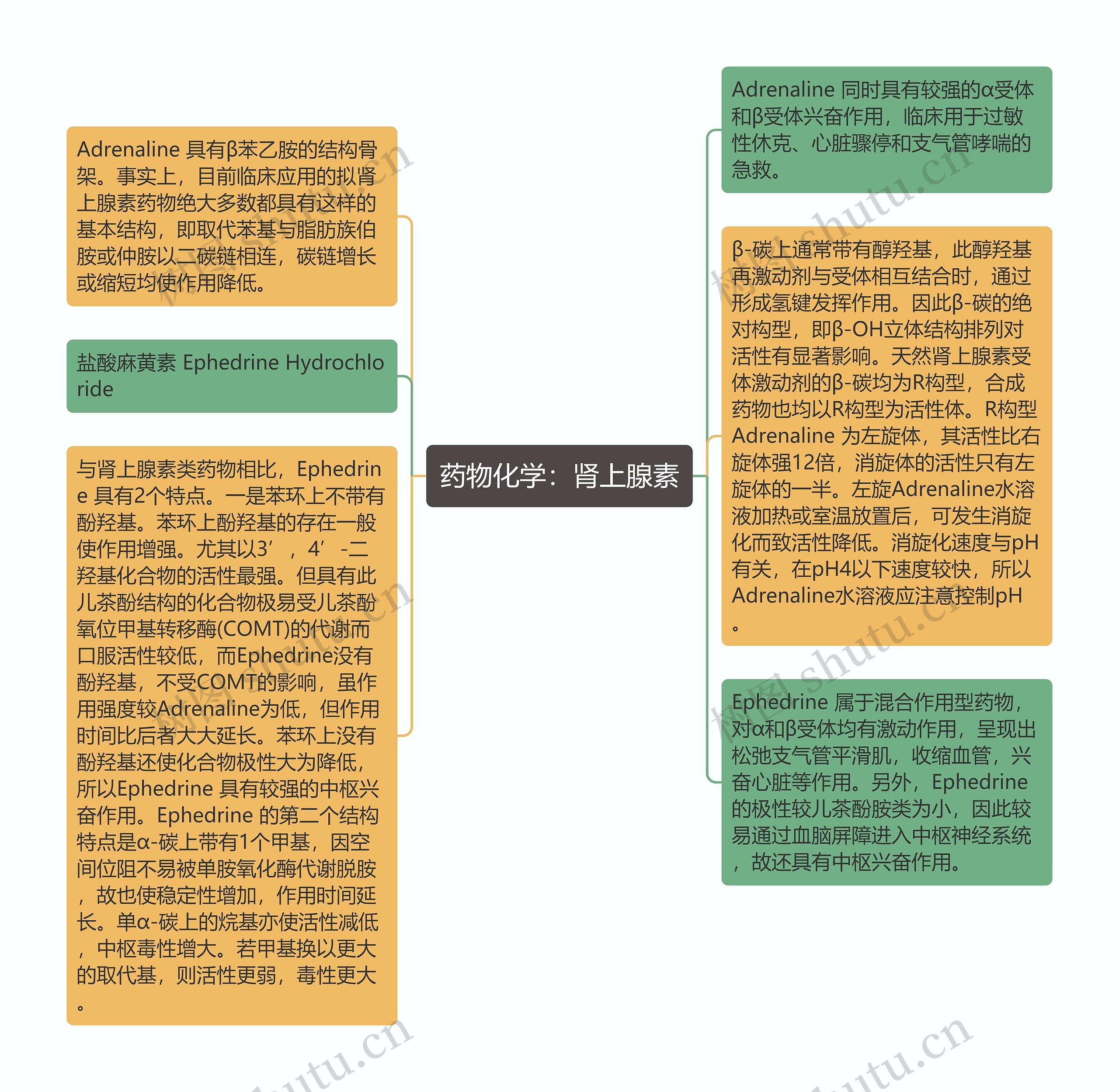 药物化学：肾上腺素