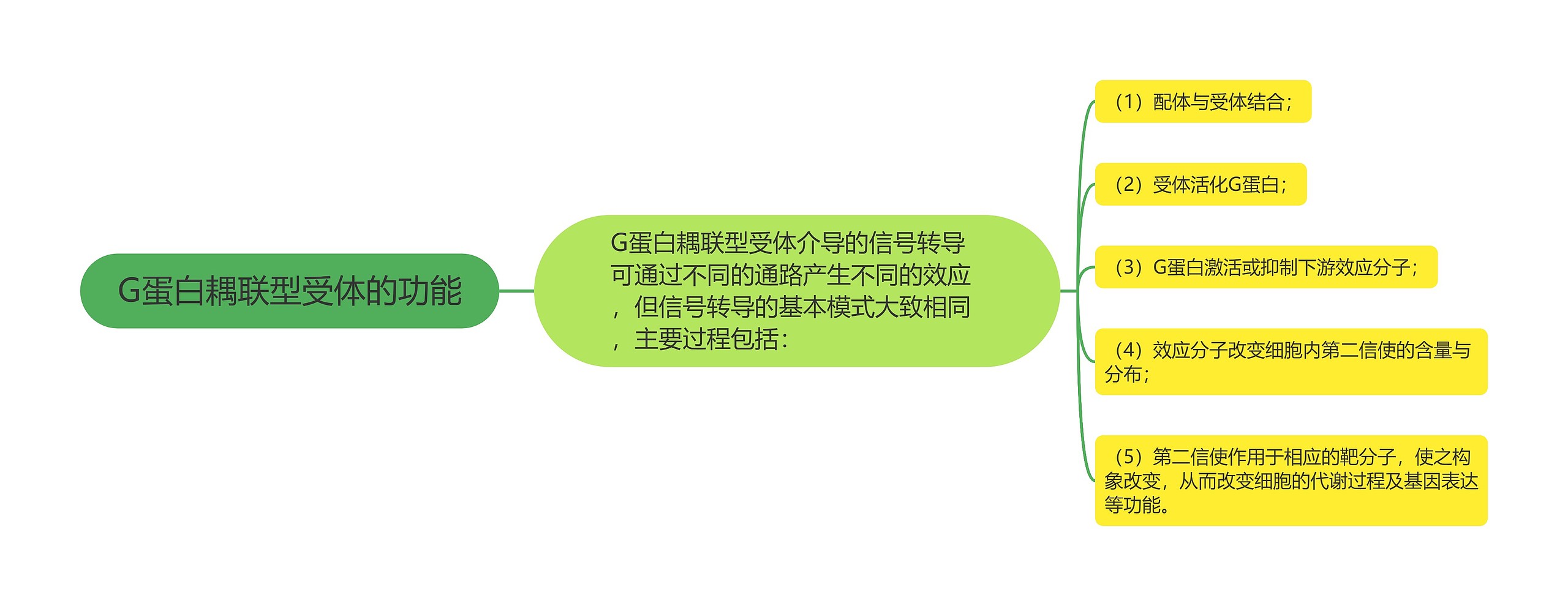 G蛋白耦联型受体的功能思维导图