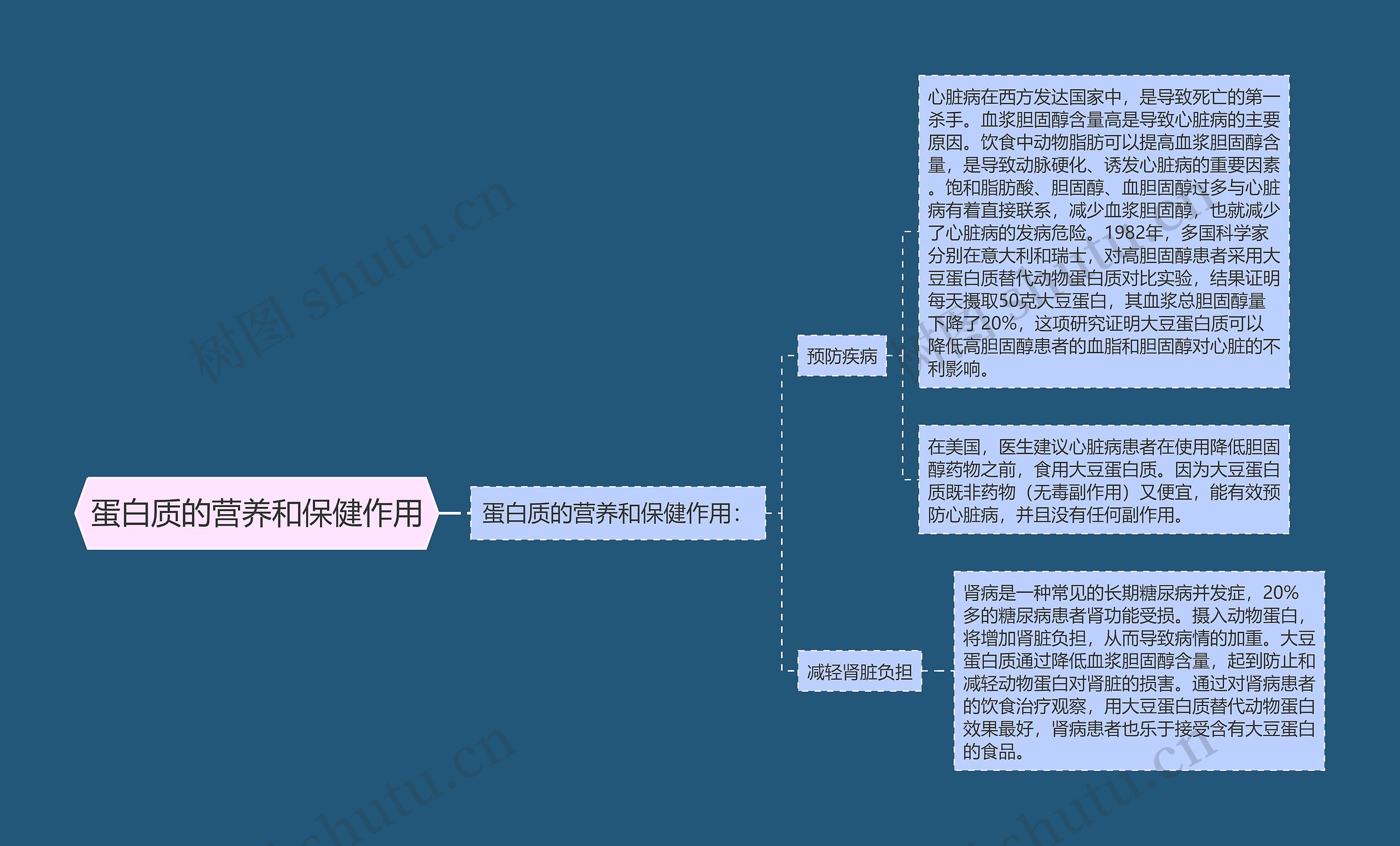 蛋白质的营养和保健作用思维导图