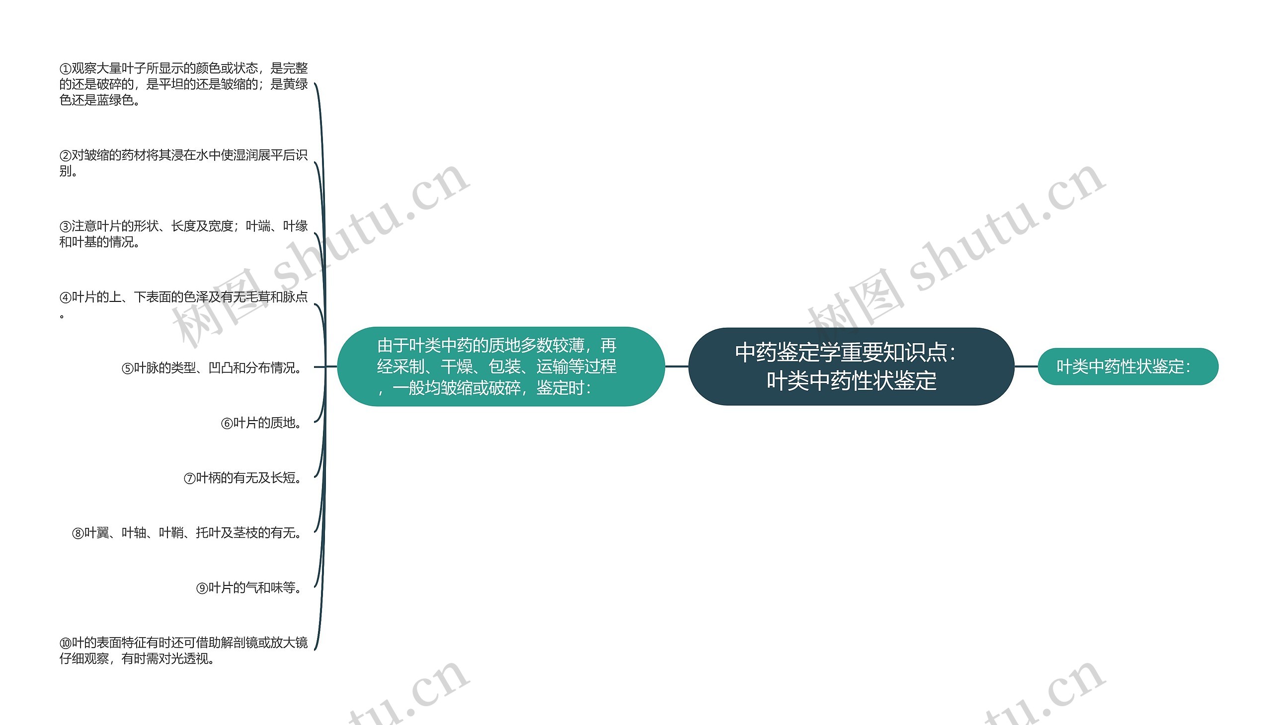 中药鉴定学重要知识点：叶类中药性状鉴定