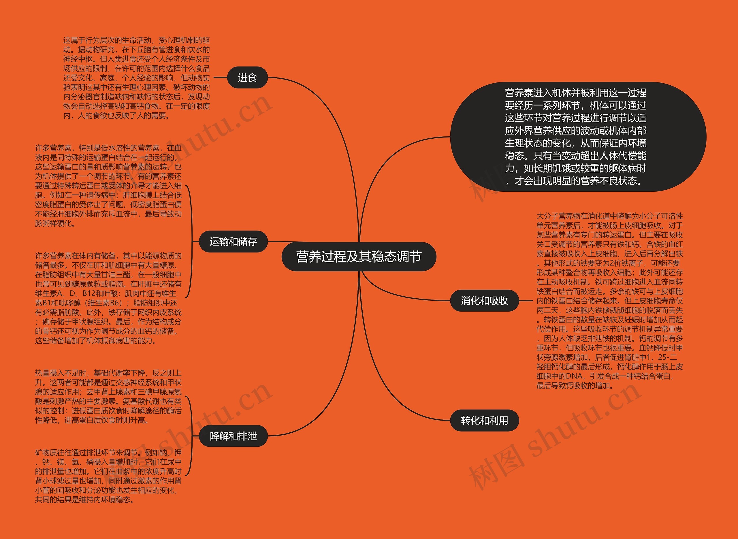 营养过程及其稳态调节思维导图