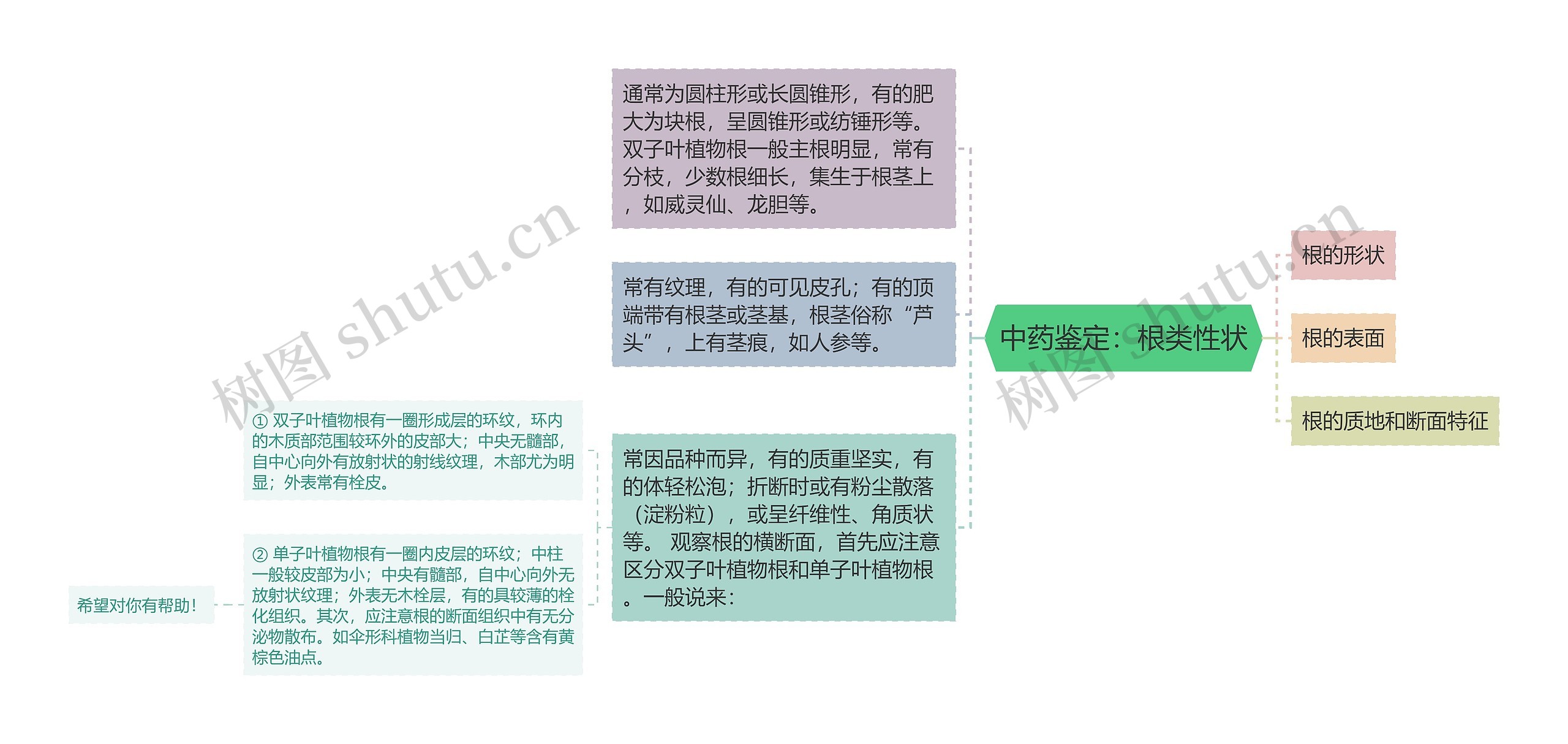 中药鉴定：根类性状思维导图