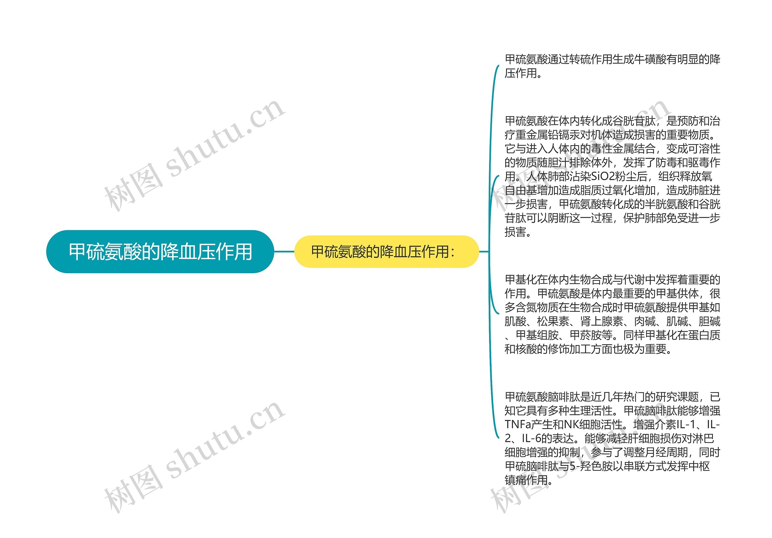 甲硫氨酸的降血压作用思维导图