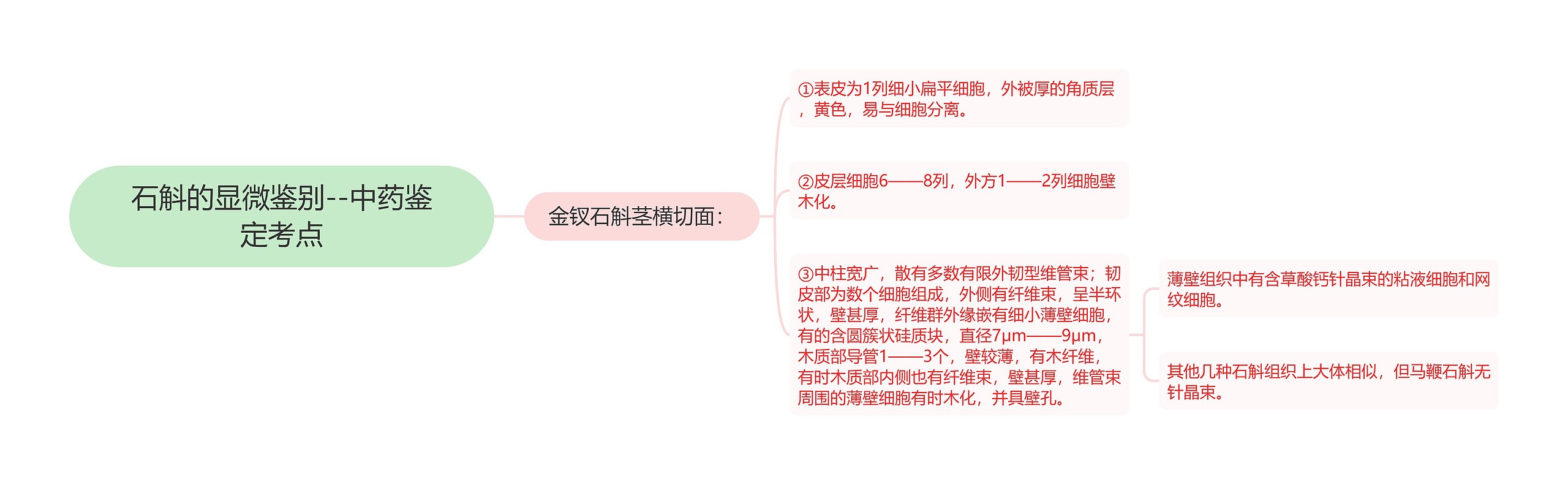 石斛的显微鉴别--中药鉴定考点