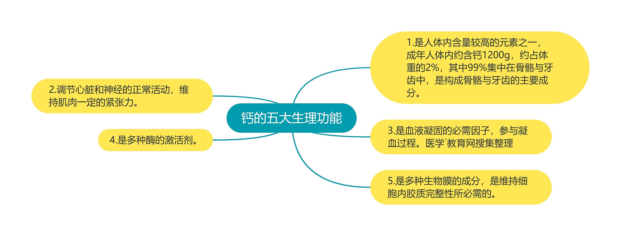 钙的五大生理功能