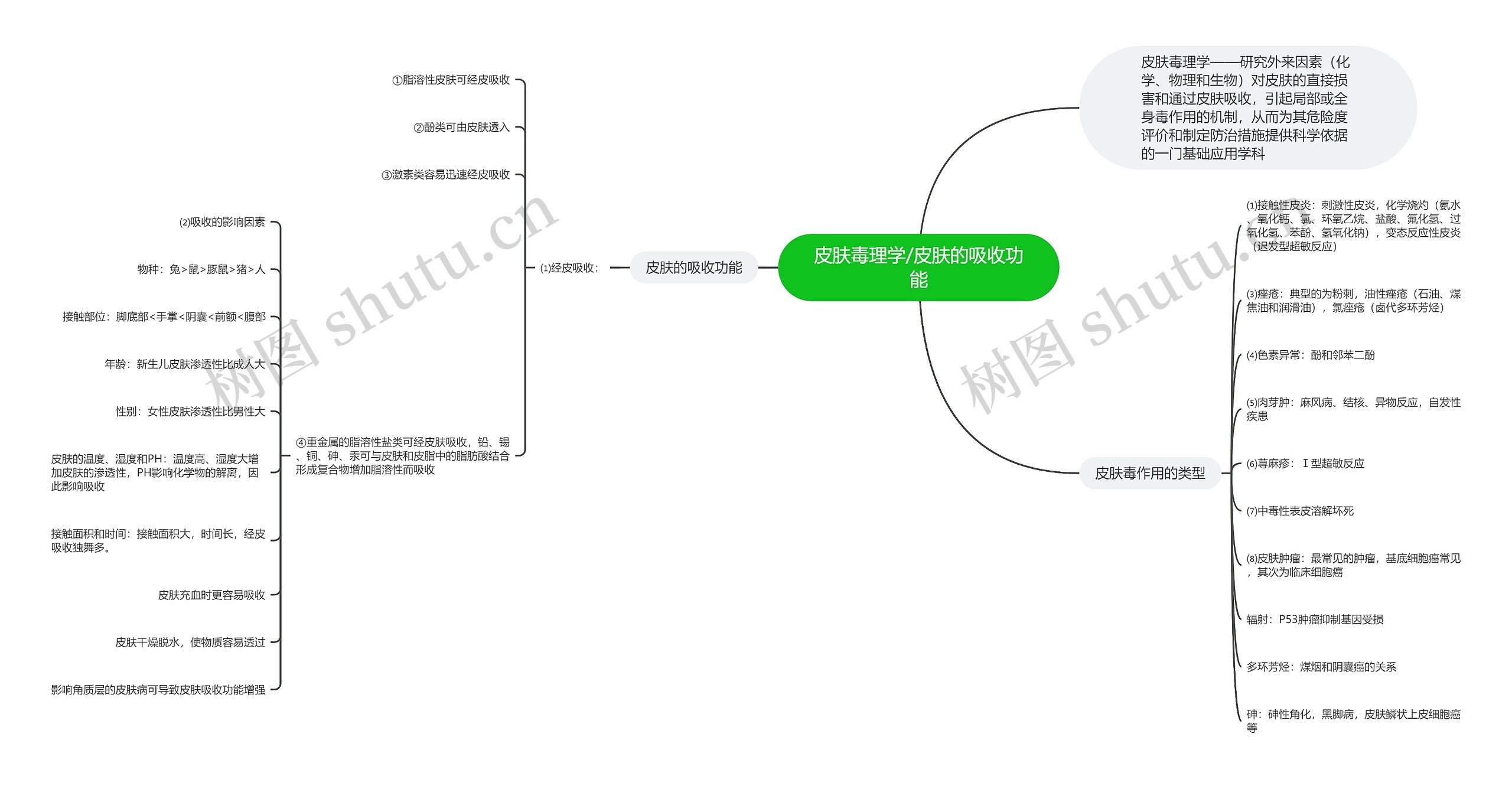 皮肤毒理学/皮肤的吸收功能思维导图