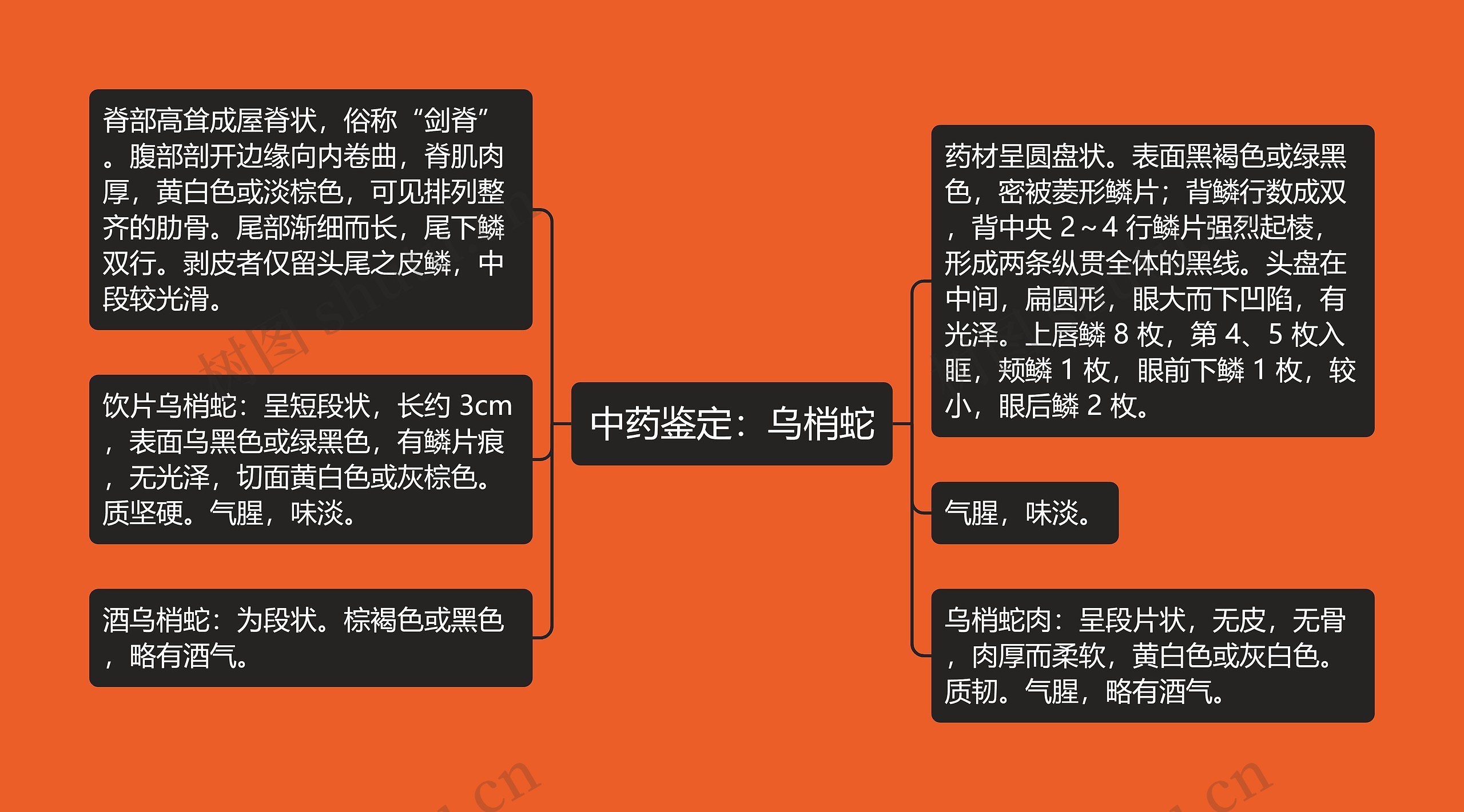 中药鉴定：乌梢蛇