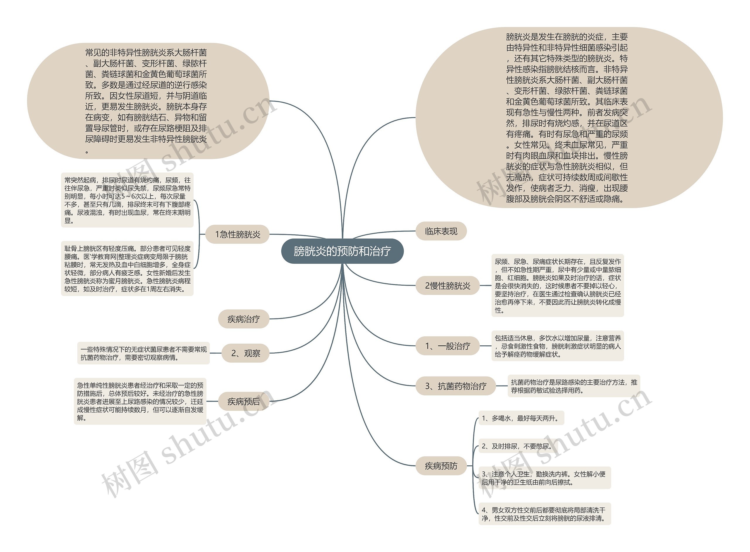 膀胱炎的预防和治疗思维导图