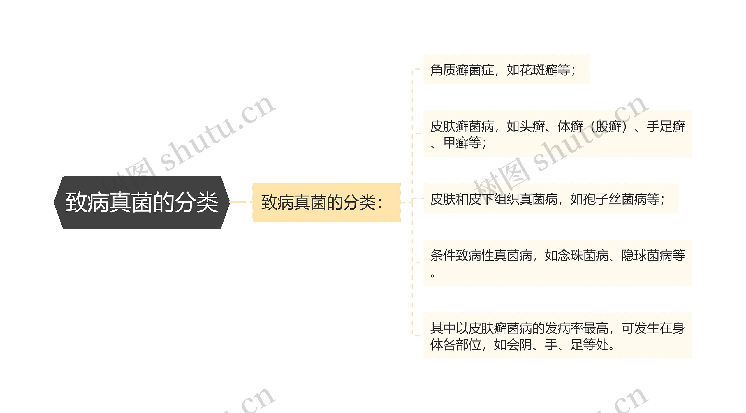 致病真菌的分类 致病真菌的分类