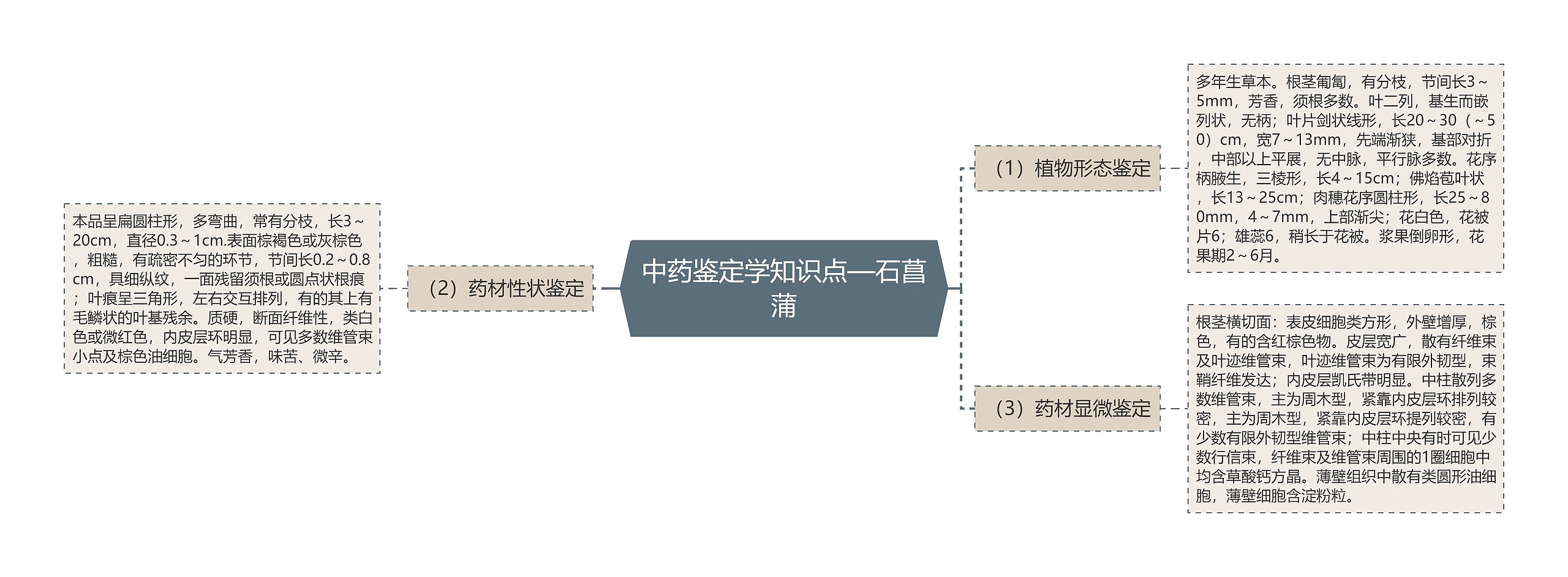 中药鉴定学知识点—石菖蒲思维导图