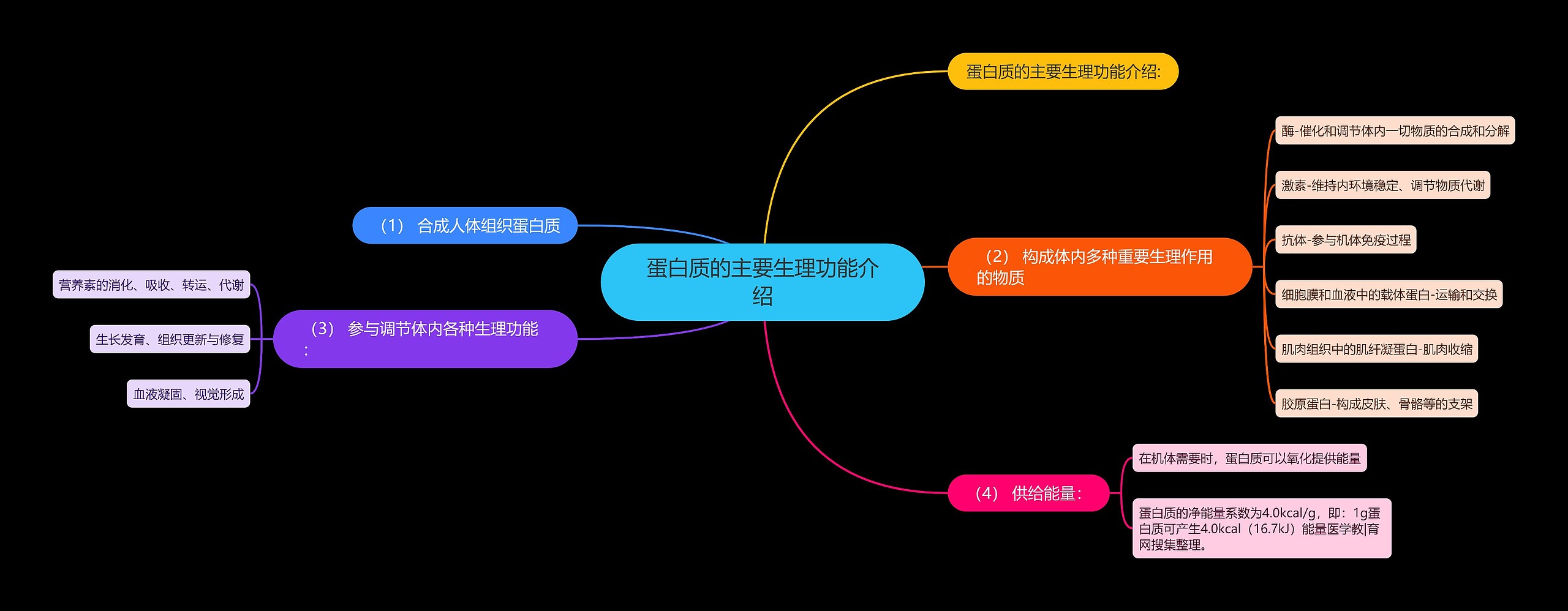 蛋白质的主要生理功能介绍思维导图