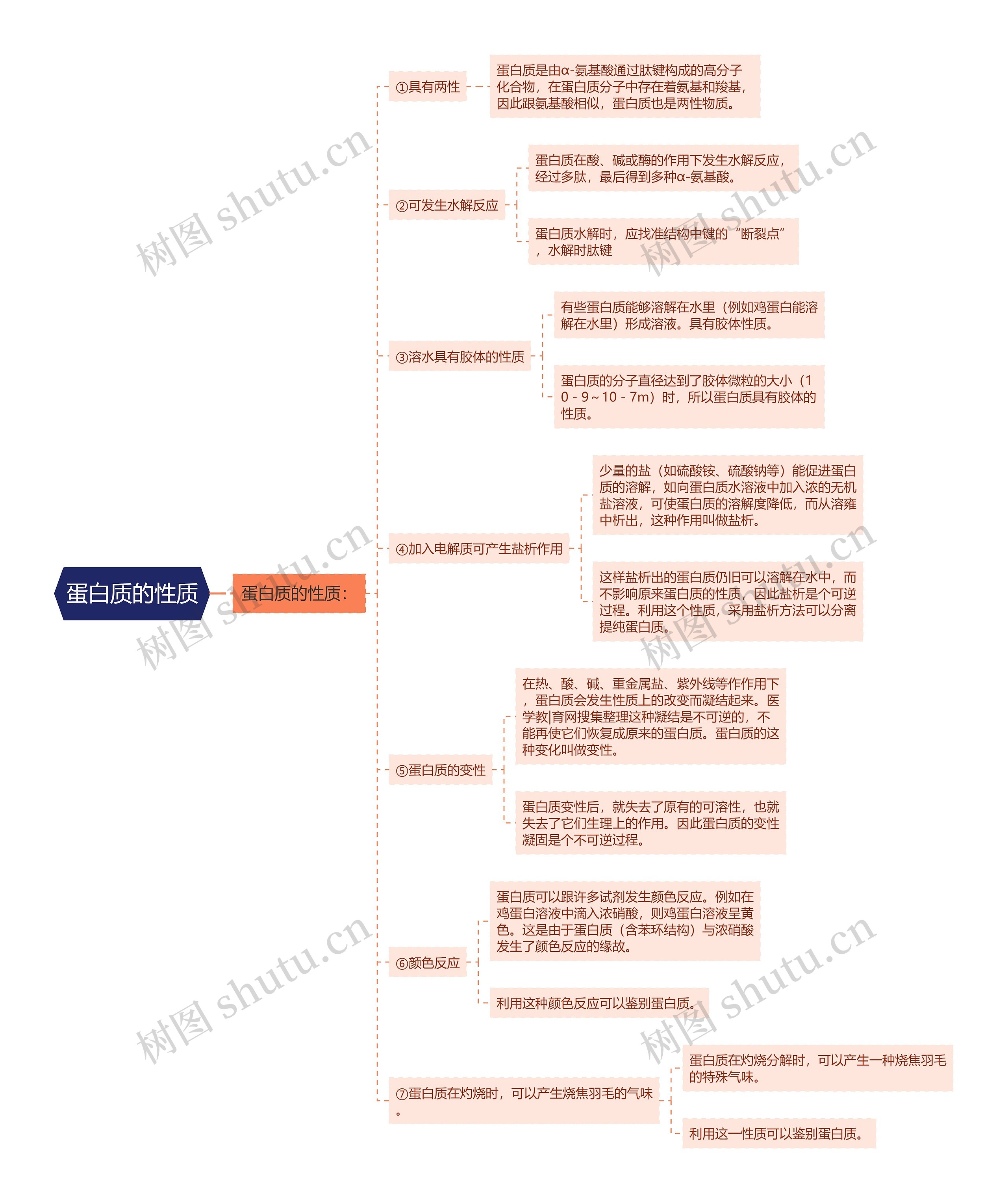 蛋白质的性质思维导图