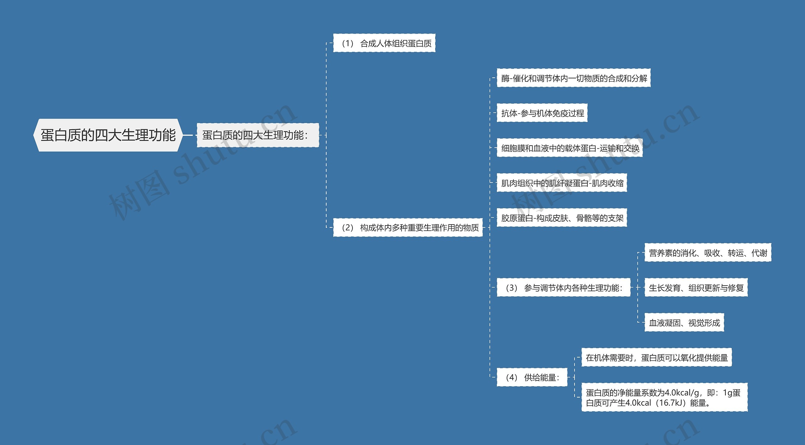 蛋白质的四大生理功能思维导图