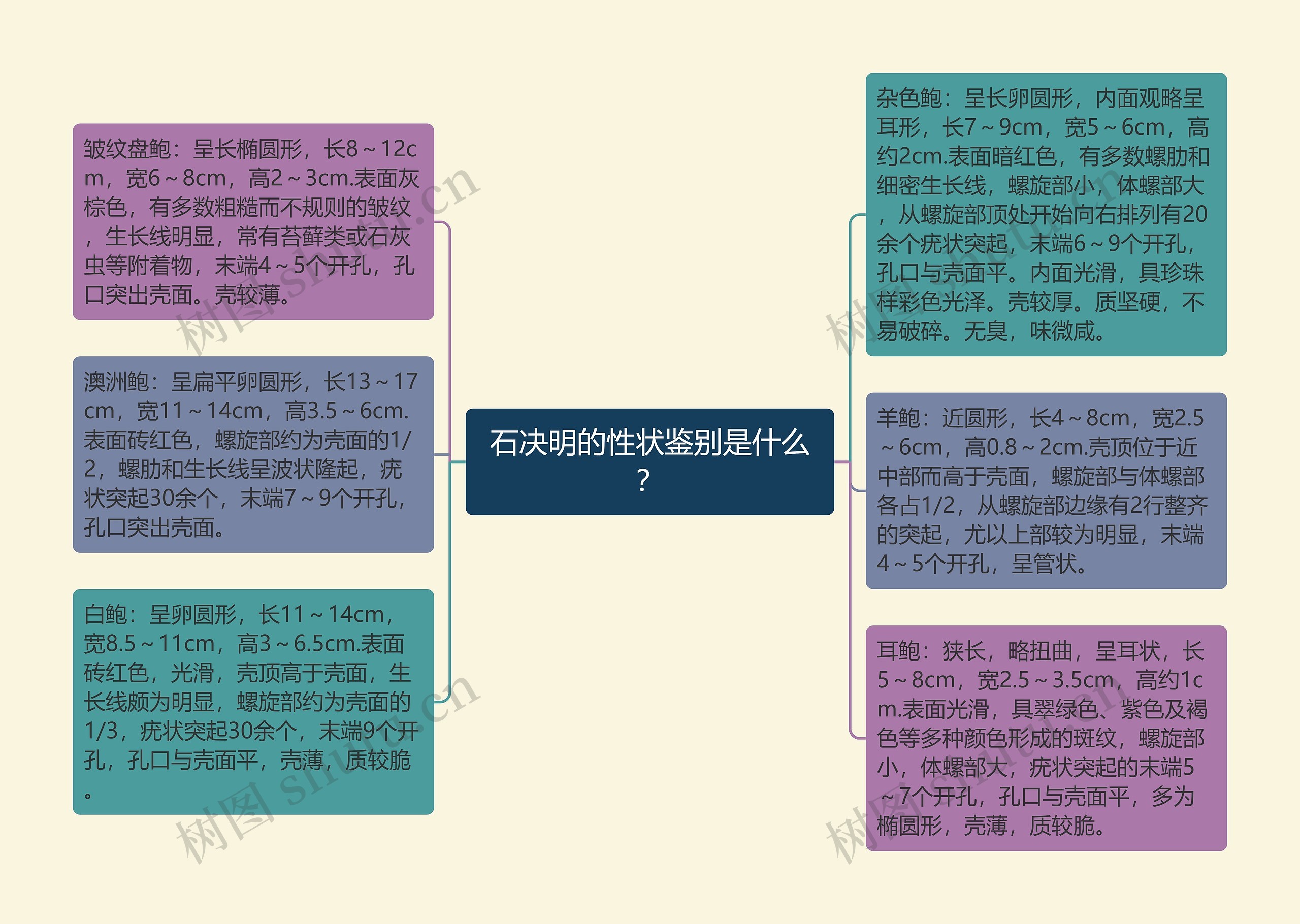 石决明的性状鉴别是什么？思维导图