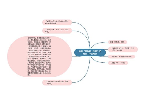 地黄（附熟地、生地）的炮制--中药炮制