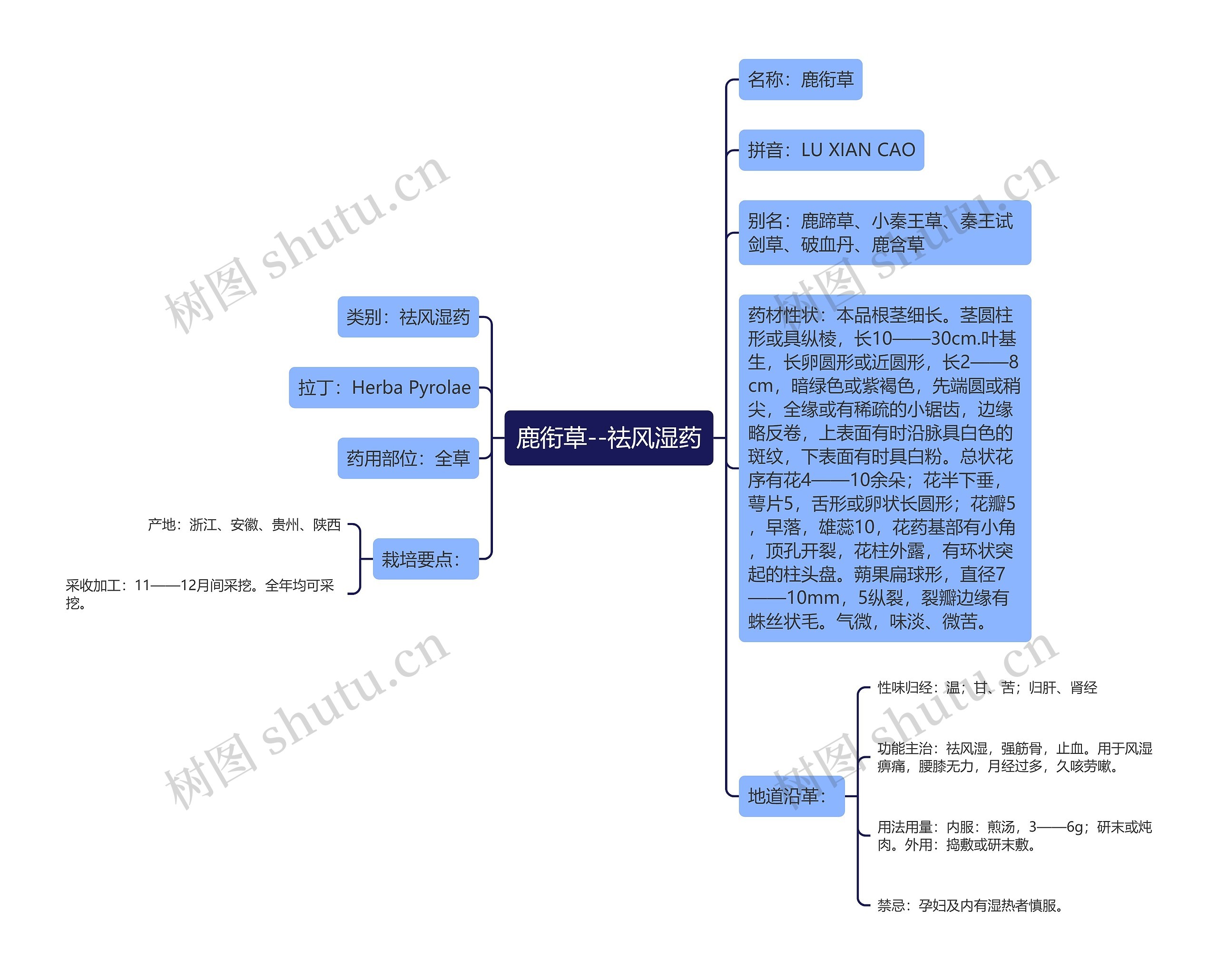 鹿衔草--祛风湿药 鹿衔草--祛风湿药