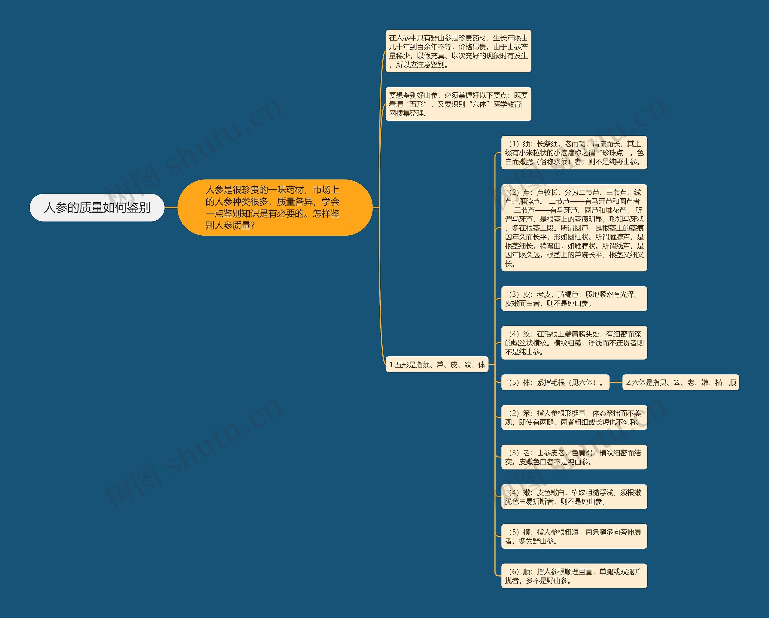 人参的质量如何鉴别思维导图
