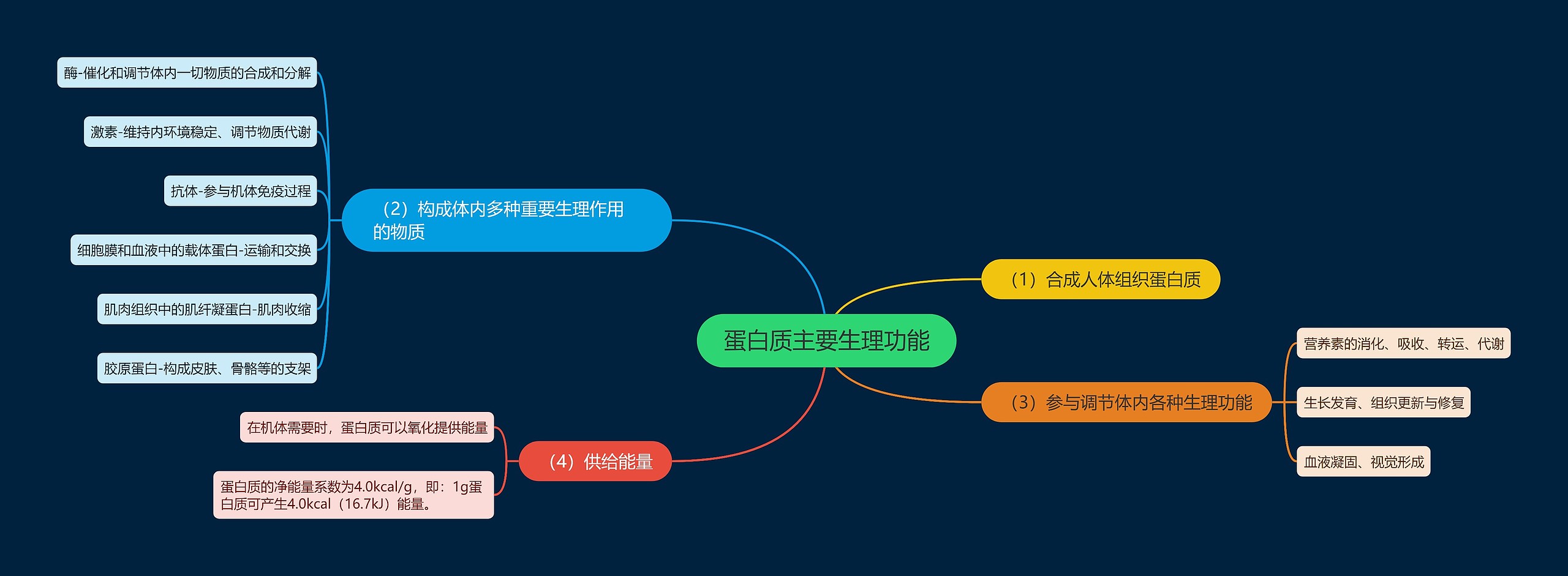 蛋白质主要生理功能思维导图